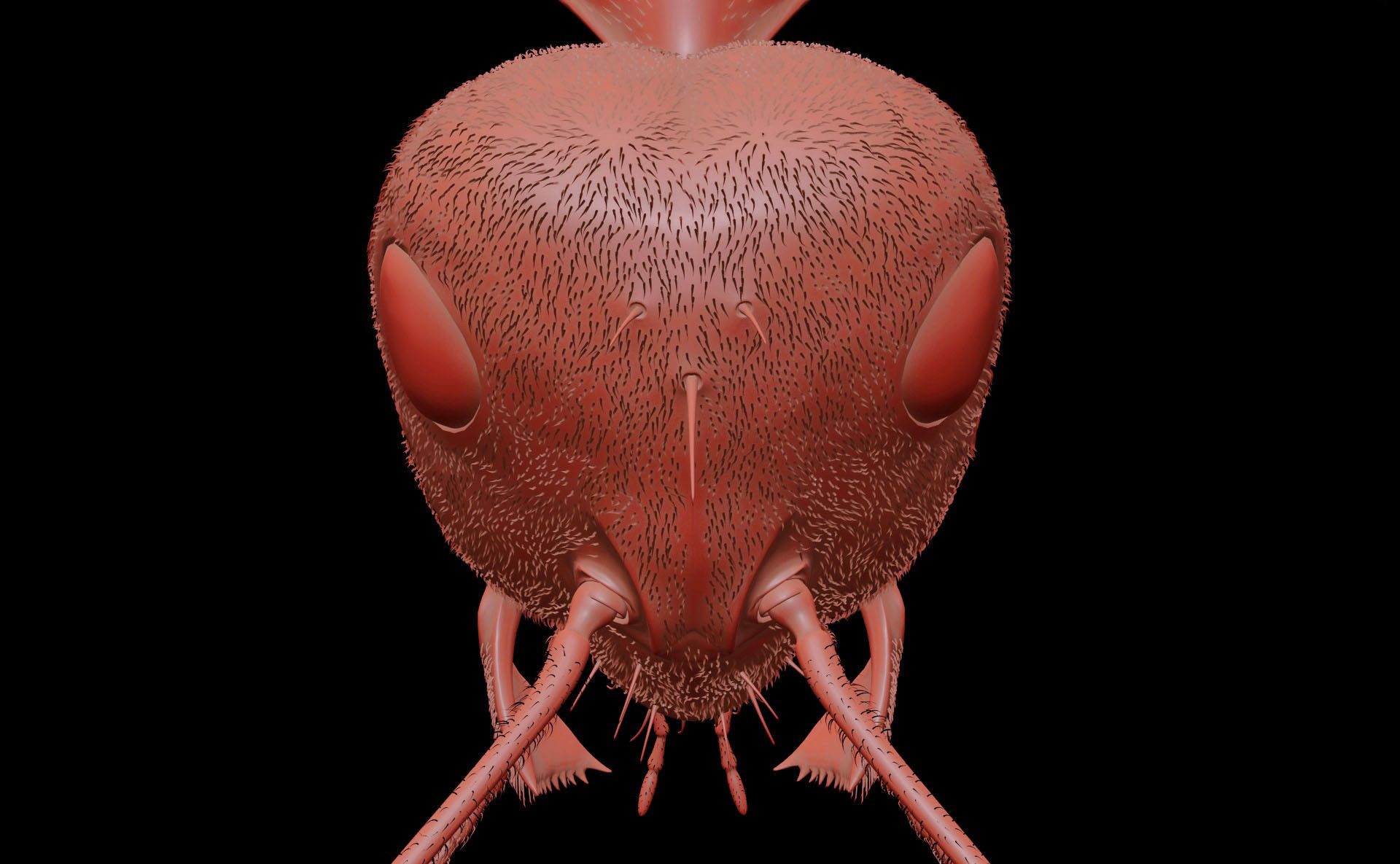 Worker Ant 3D model_15