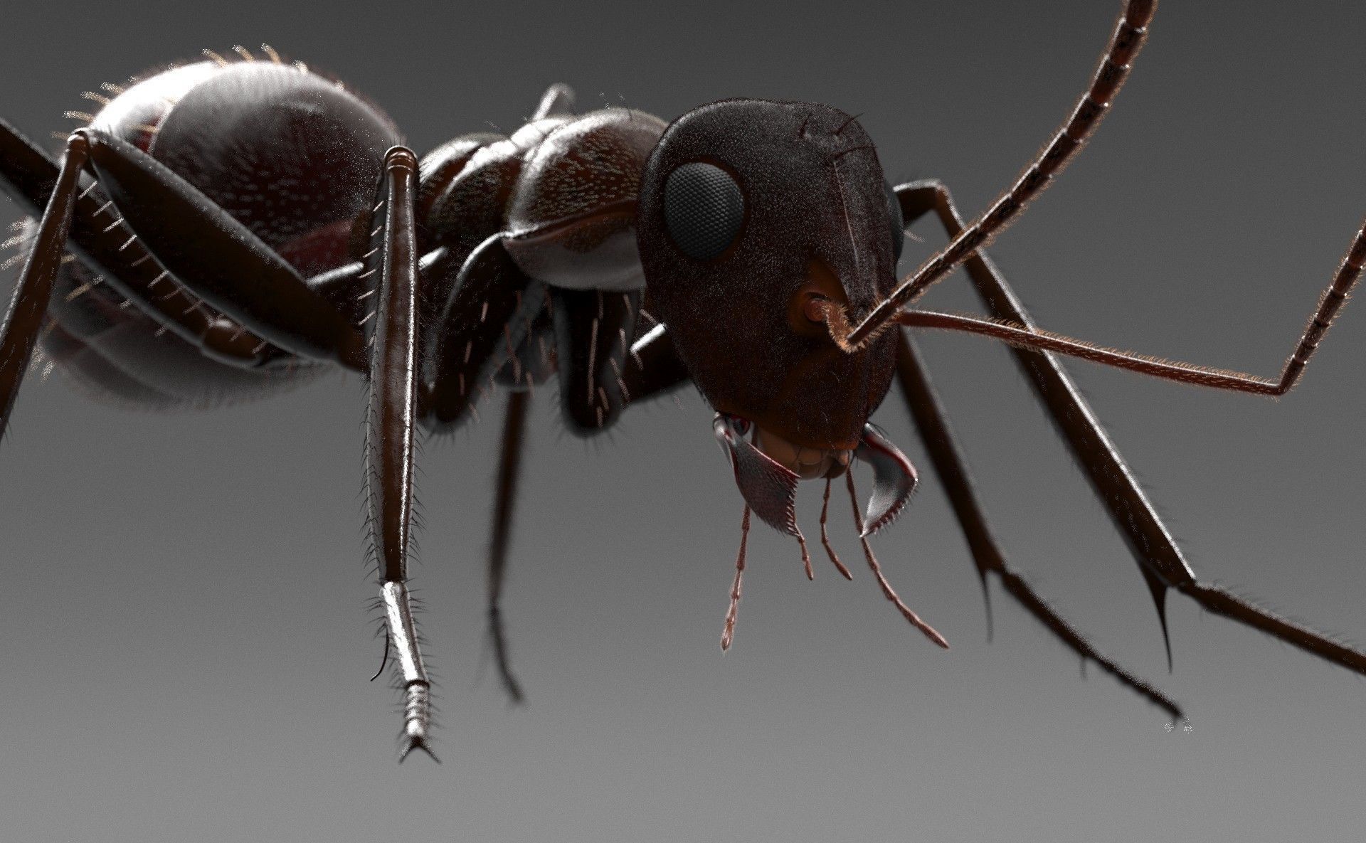 Worker Ant 3D model_6