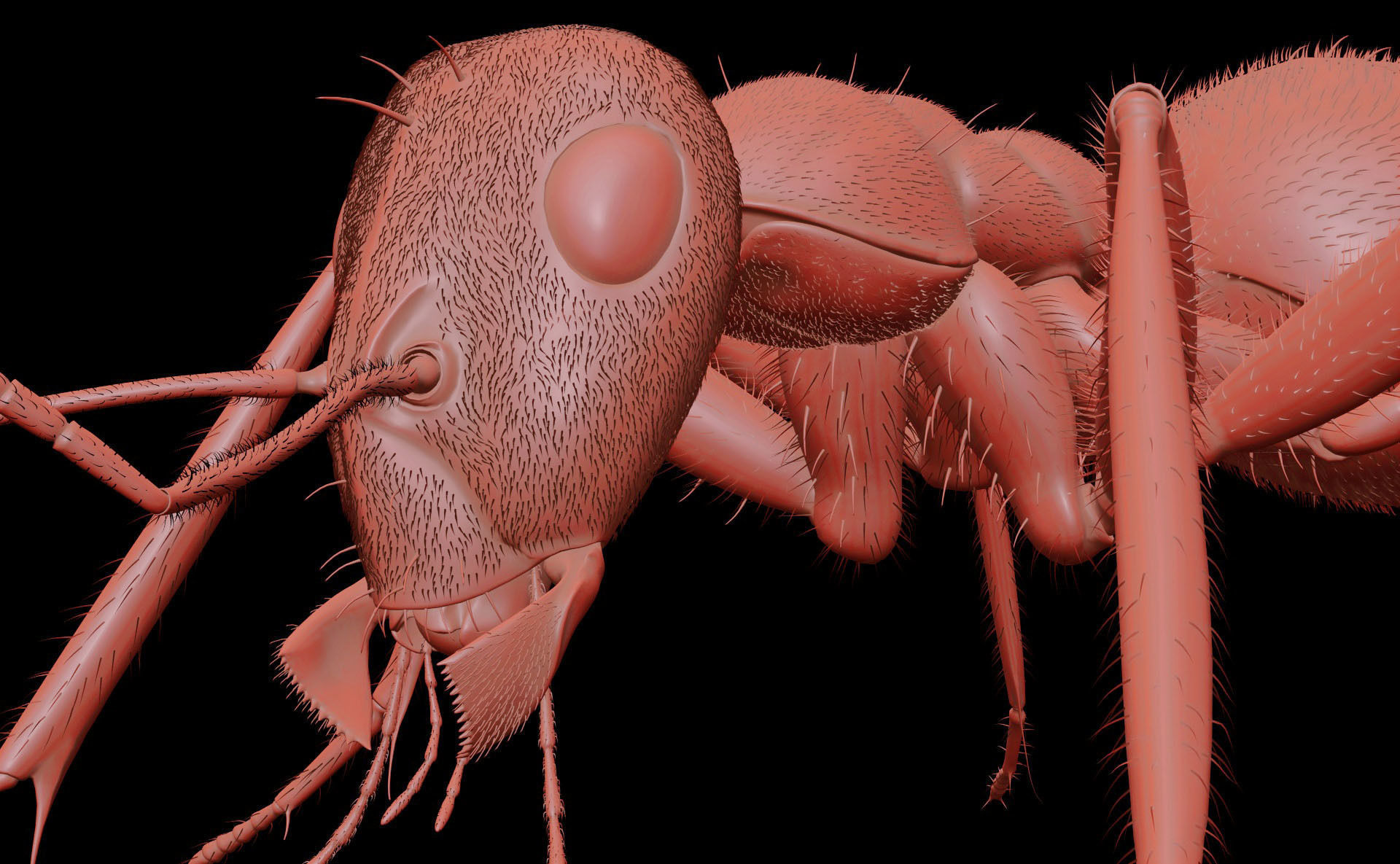 Worker Ant 3D model_14
