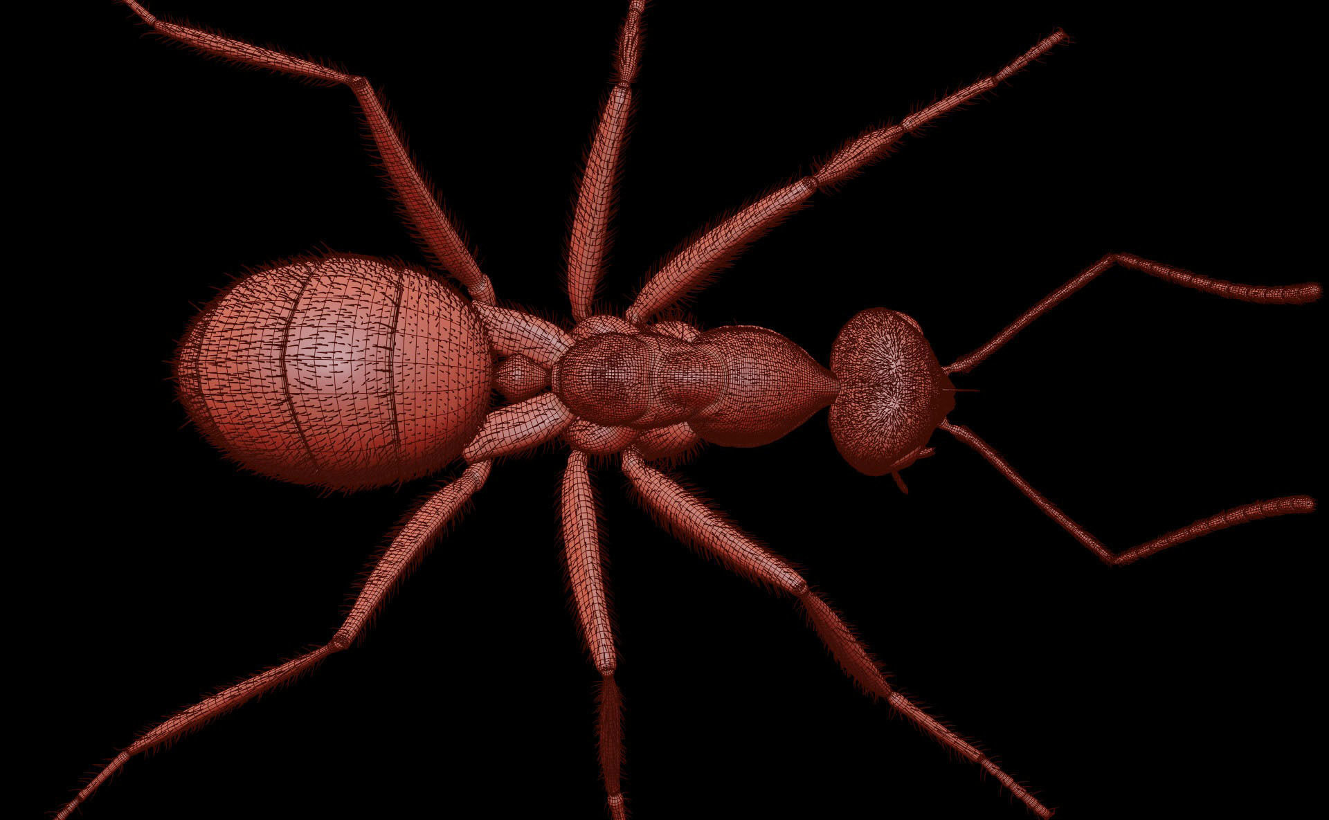 Worker Ant 3D model_17