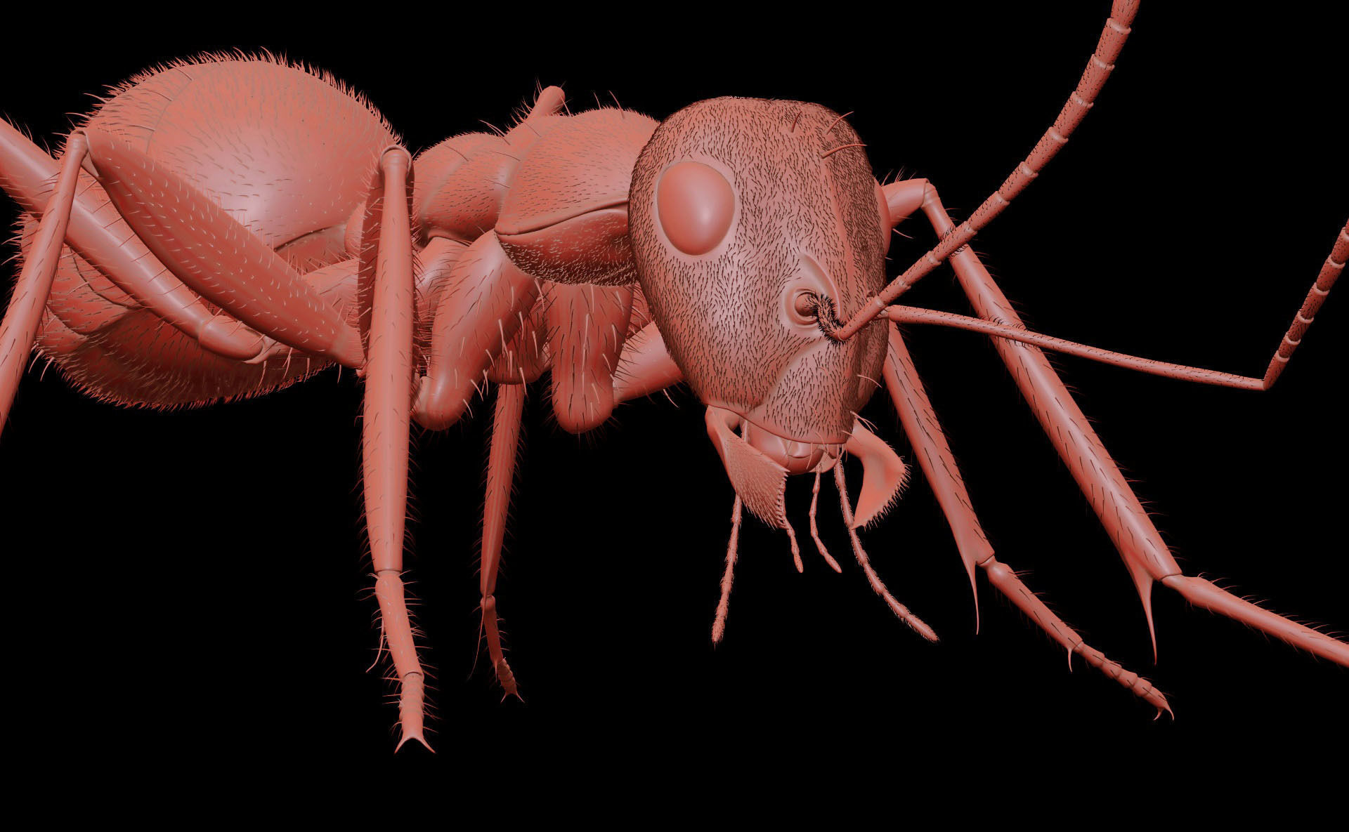 Worker Ant 3D model_13
