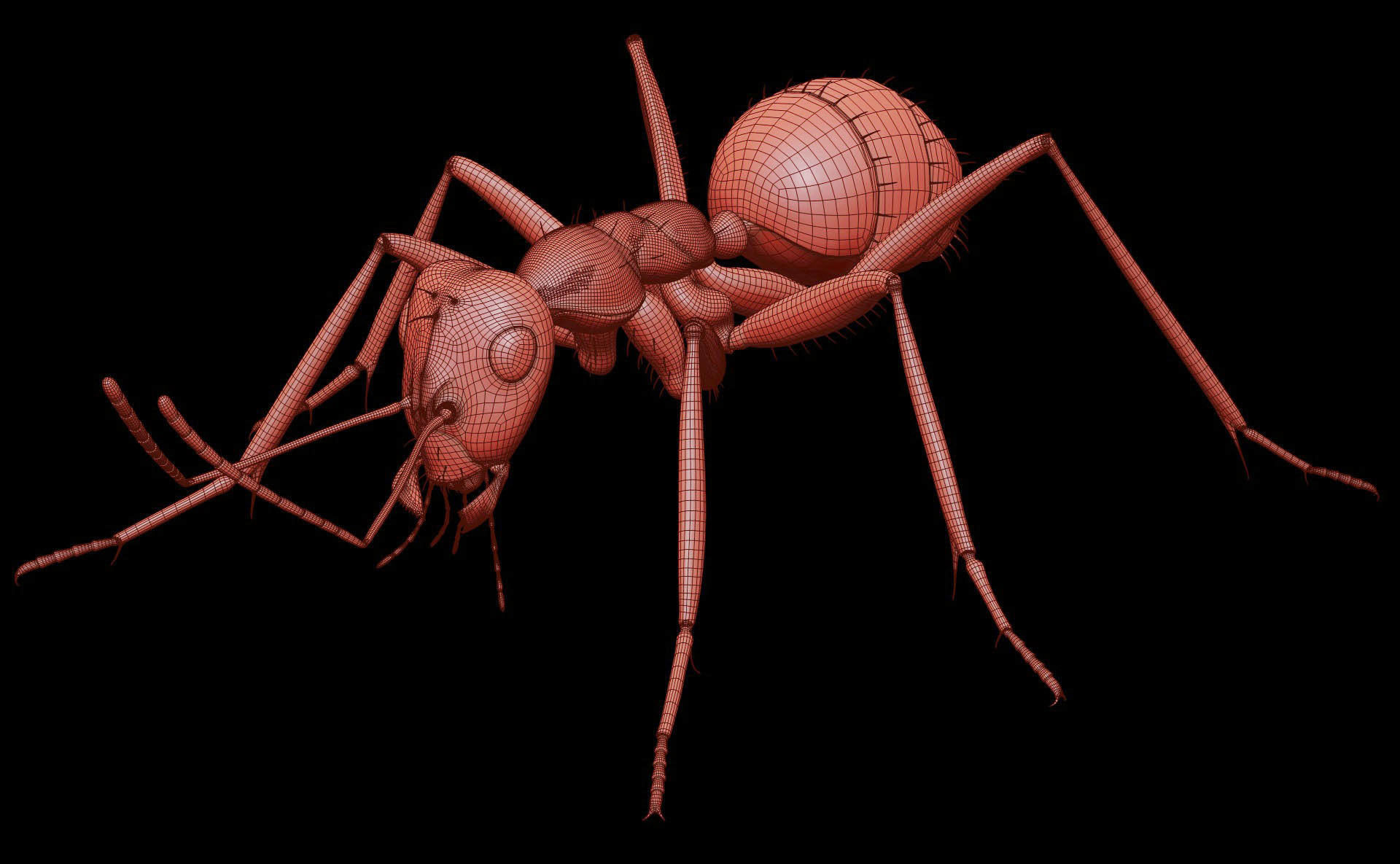 Worker Ant 3D model_24