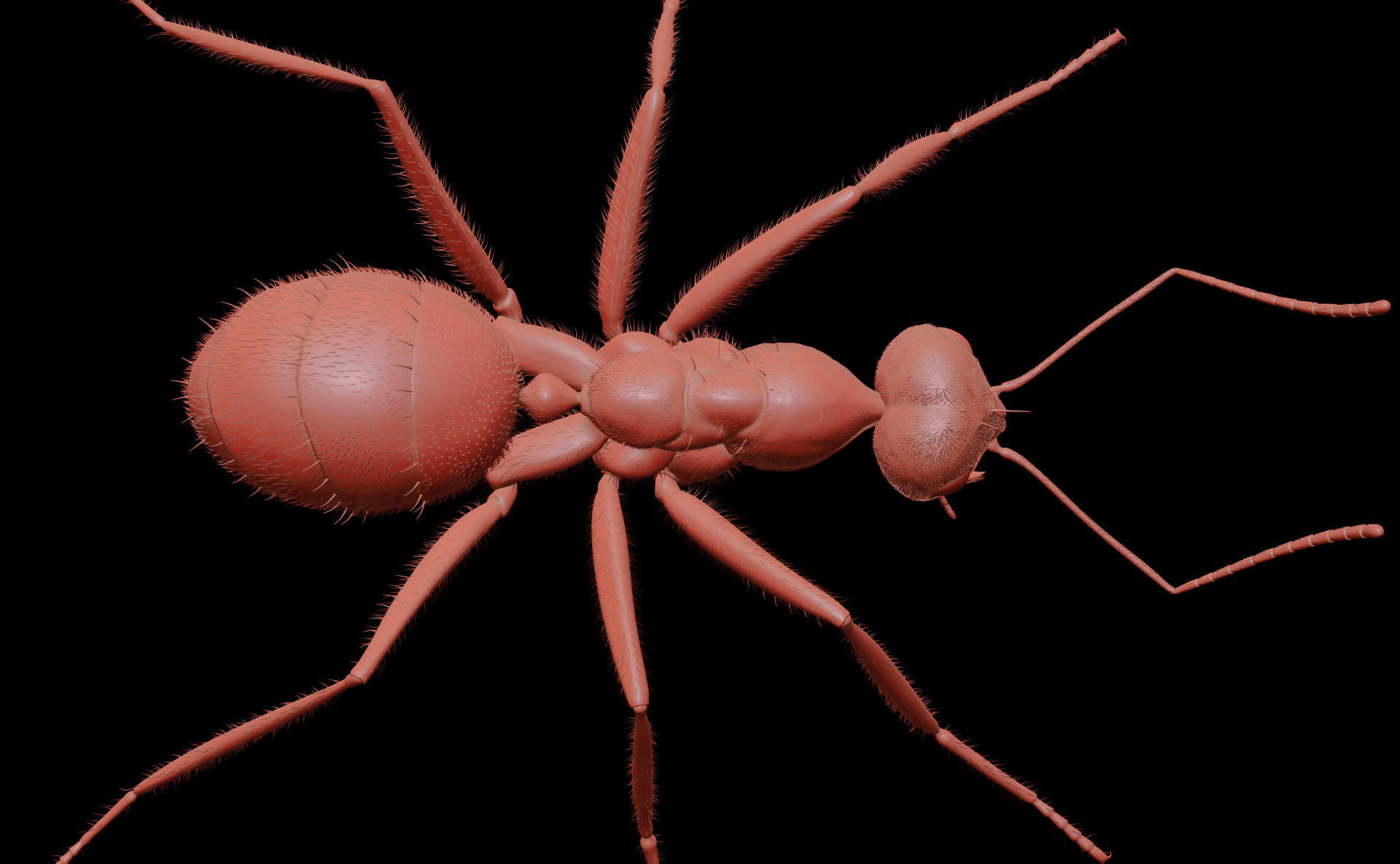 Worker Ant 3D model_9