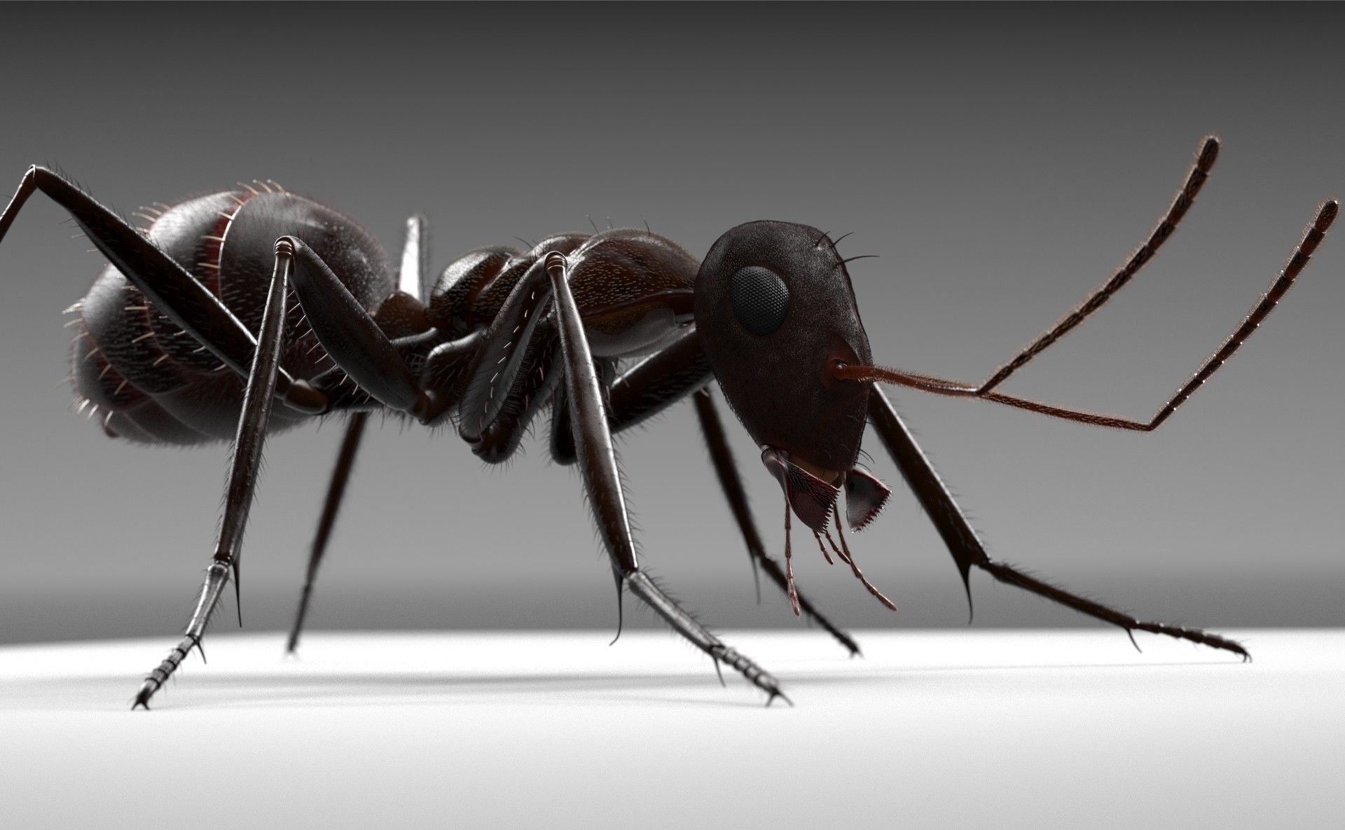 Worker Ant 3D model_3