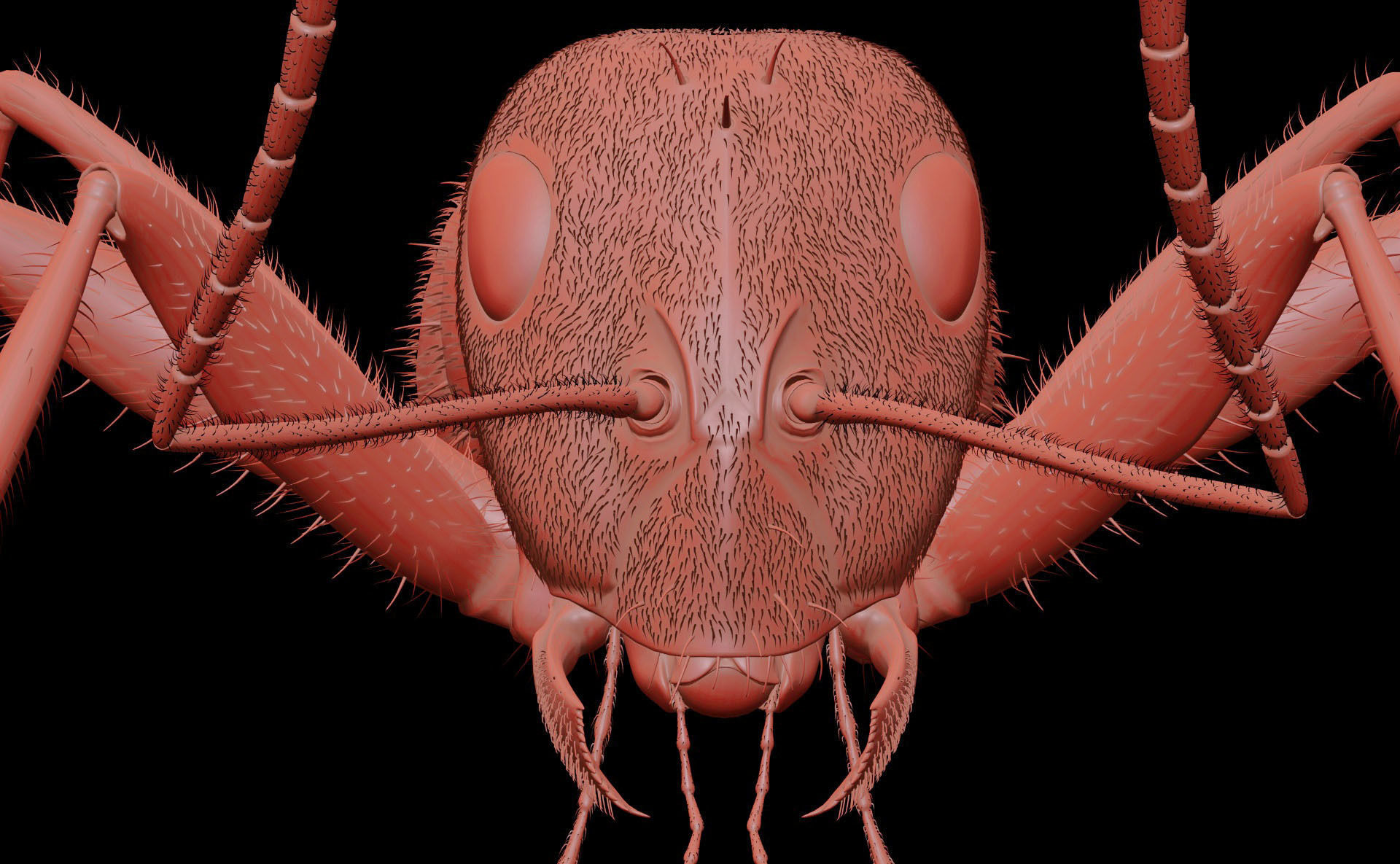 Worker Ant 3D model_10