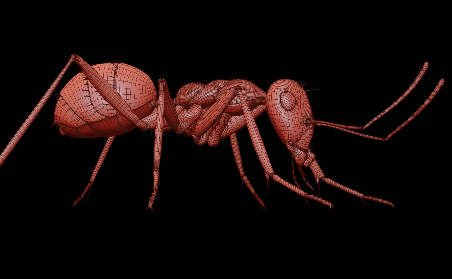 Worker Ant 3D model_28