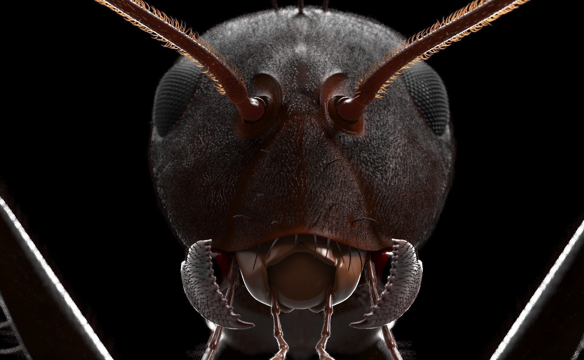 Worker Ant 3D model_7
