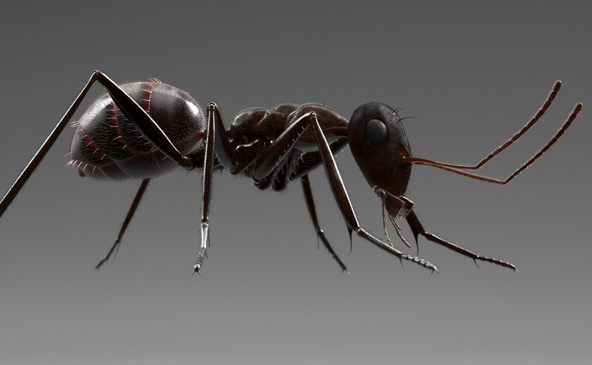 Worker Ant 3D model_5