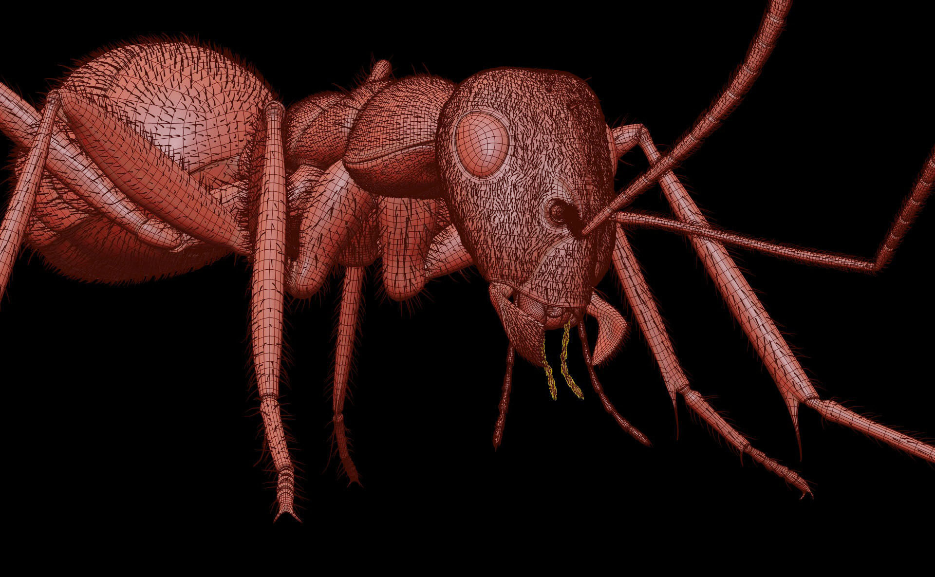Worker Ant 3D model_20