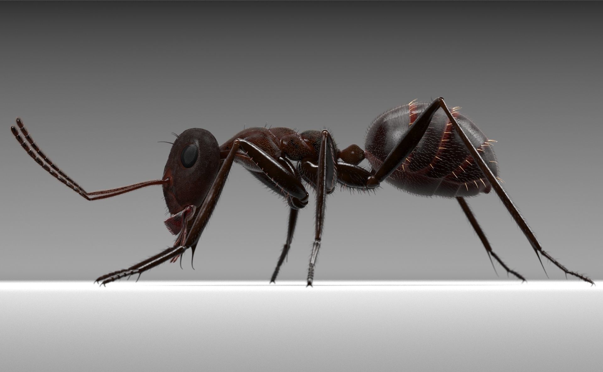 Worker Ant 3D model_1