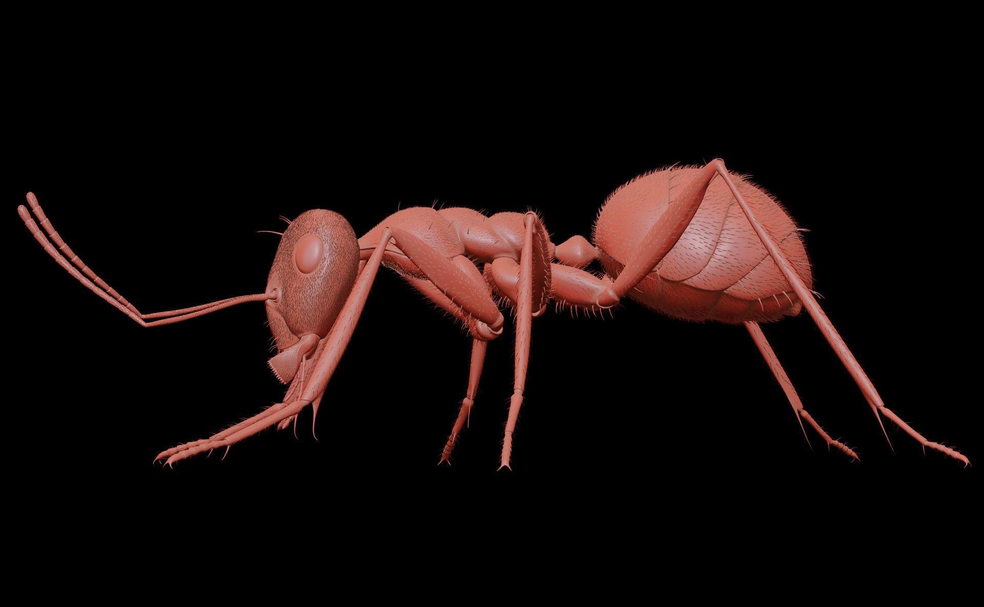 Worker Ant 3D model_11