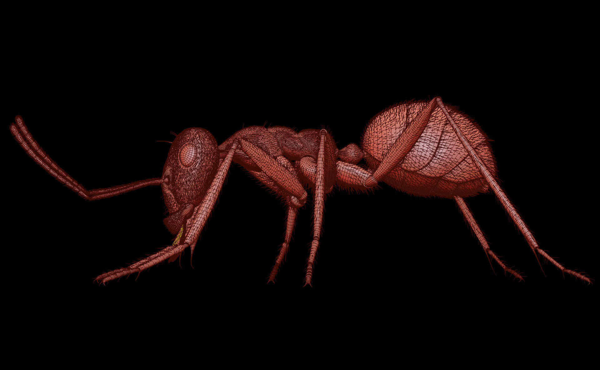 Worker Ant 3D model_19