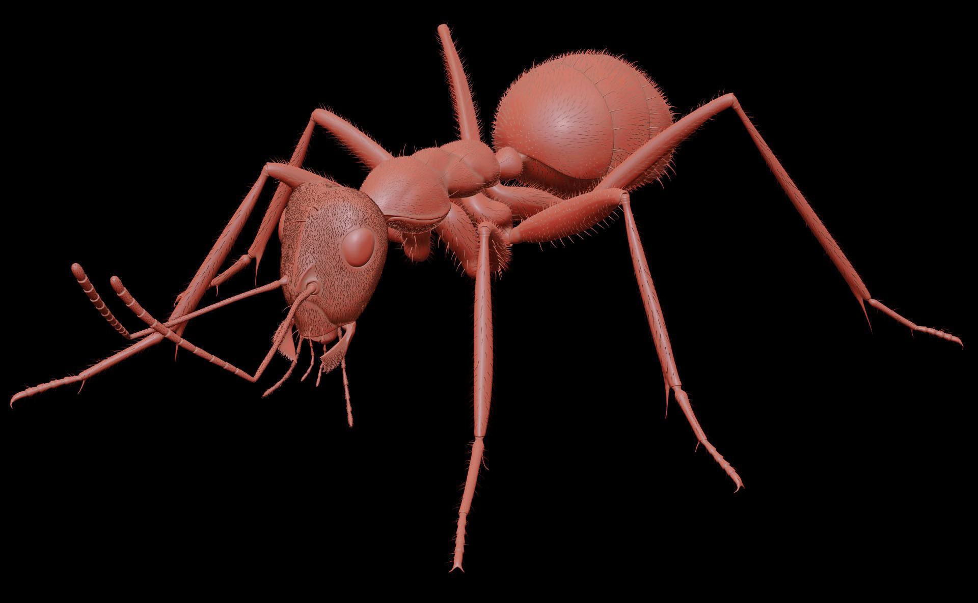Worker Ant 3D model_8