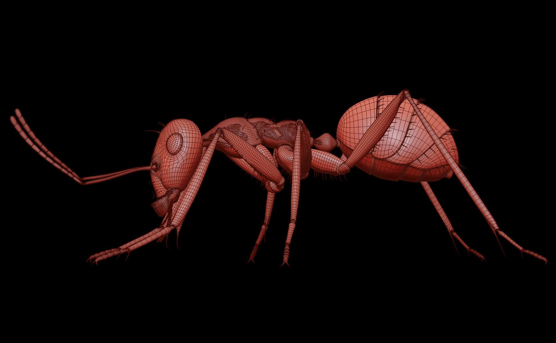 Worker Ant 3D model_27