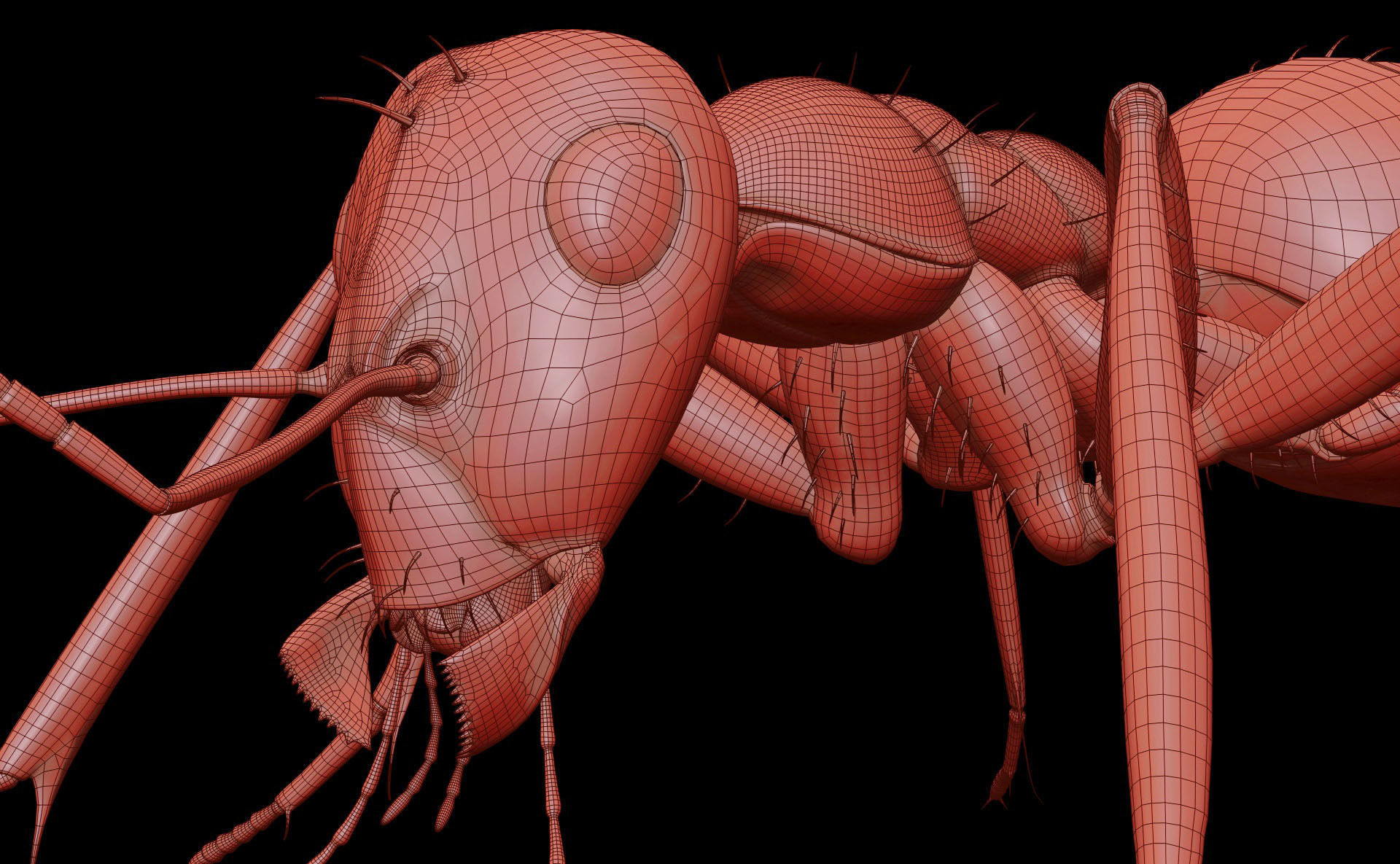 Worker Ant 3D model_31