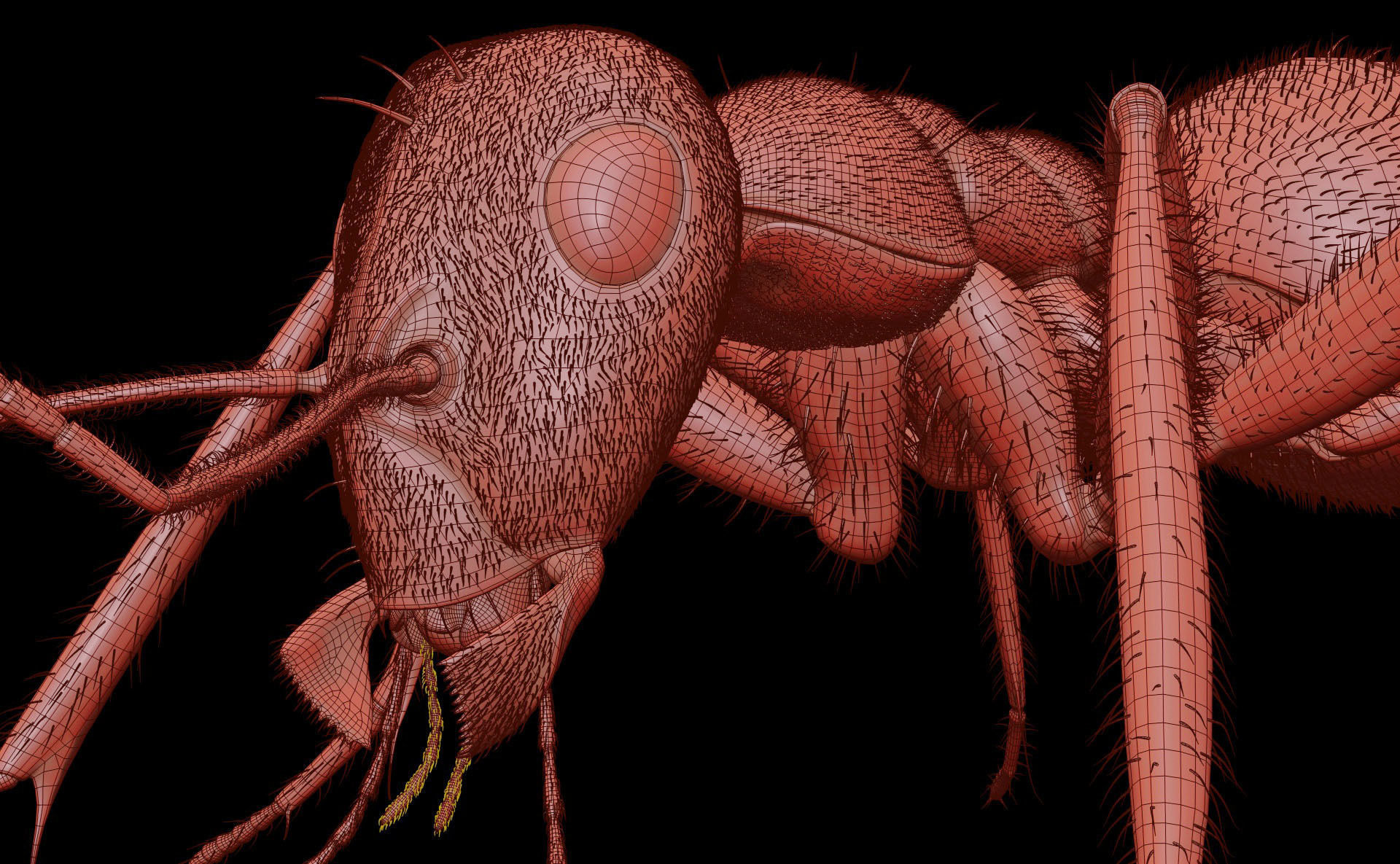 Worker Ant 3D model_22