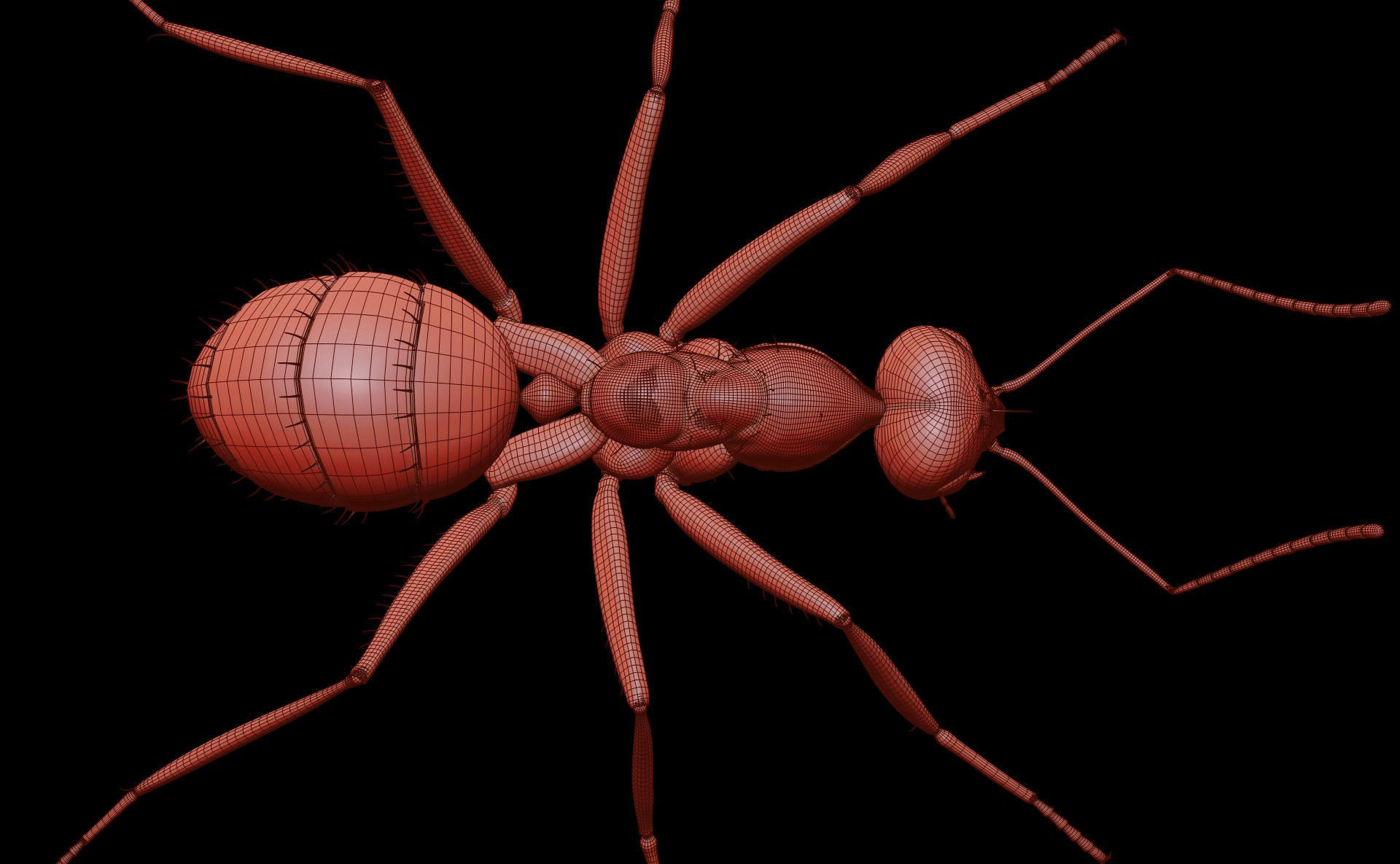 Worker Ant 3D model_25
