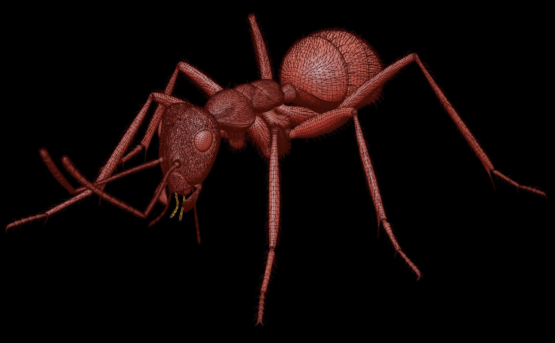 Worker Ant 3D model_16