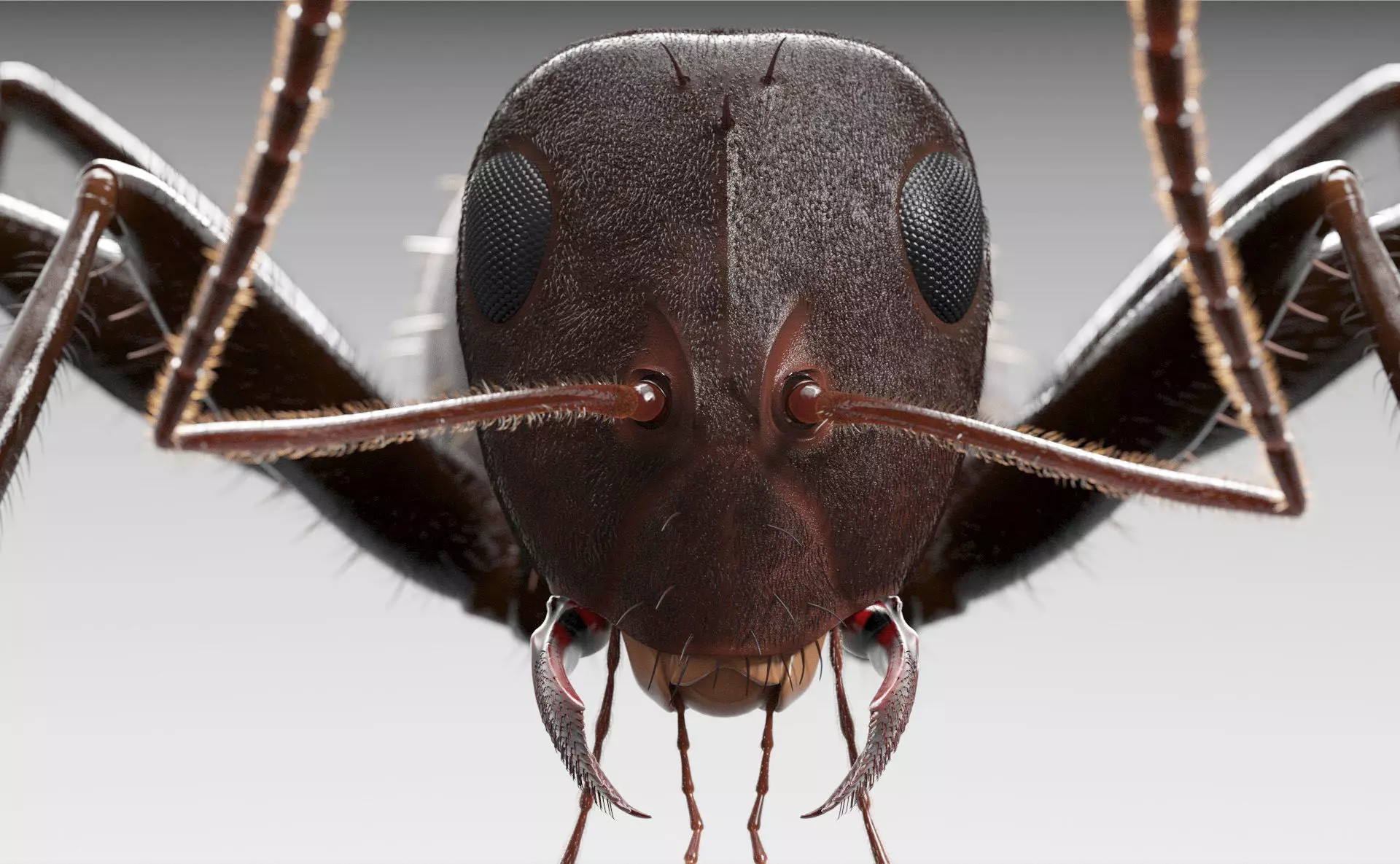 Worker Ant 3D model_0