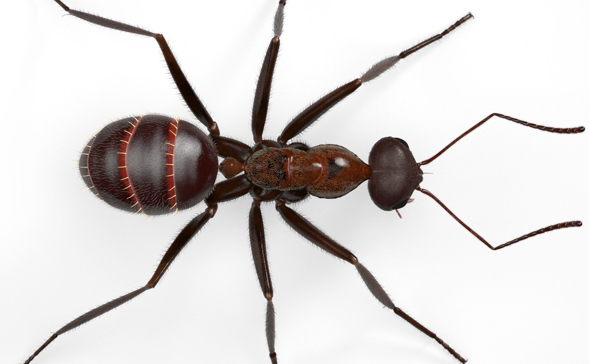 Worker Ant 3D model_4