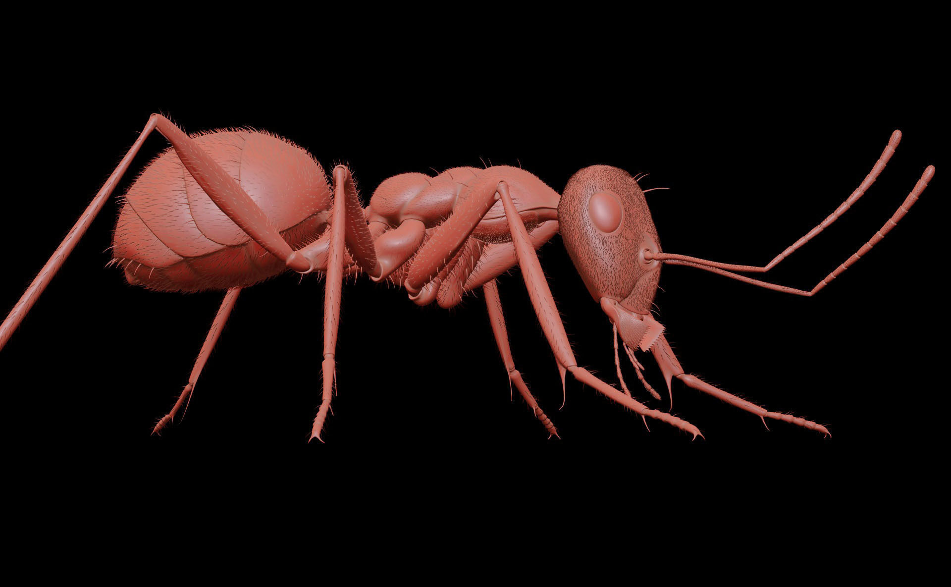 Worker Ant 3D model_12