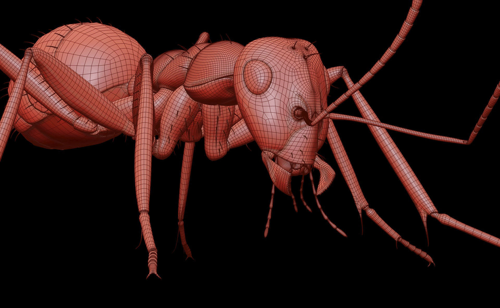 Worker Ant 3D model_29