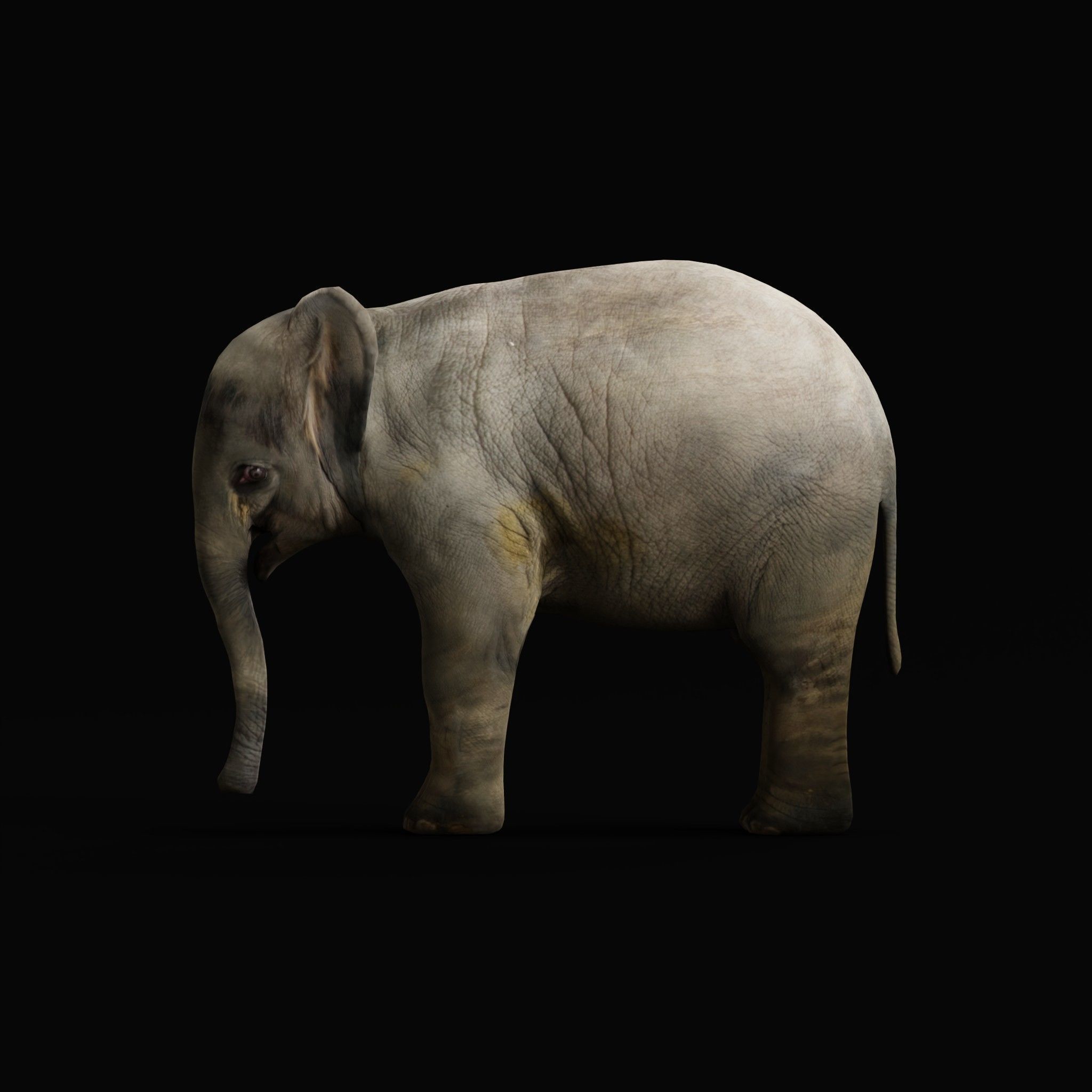 Baby Elephant Calf Low-poly 3D model_8