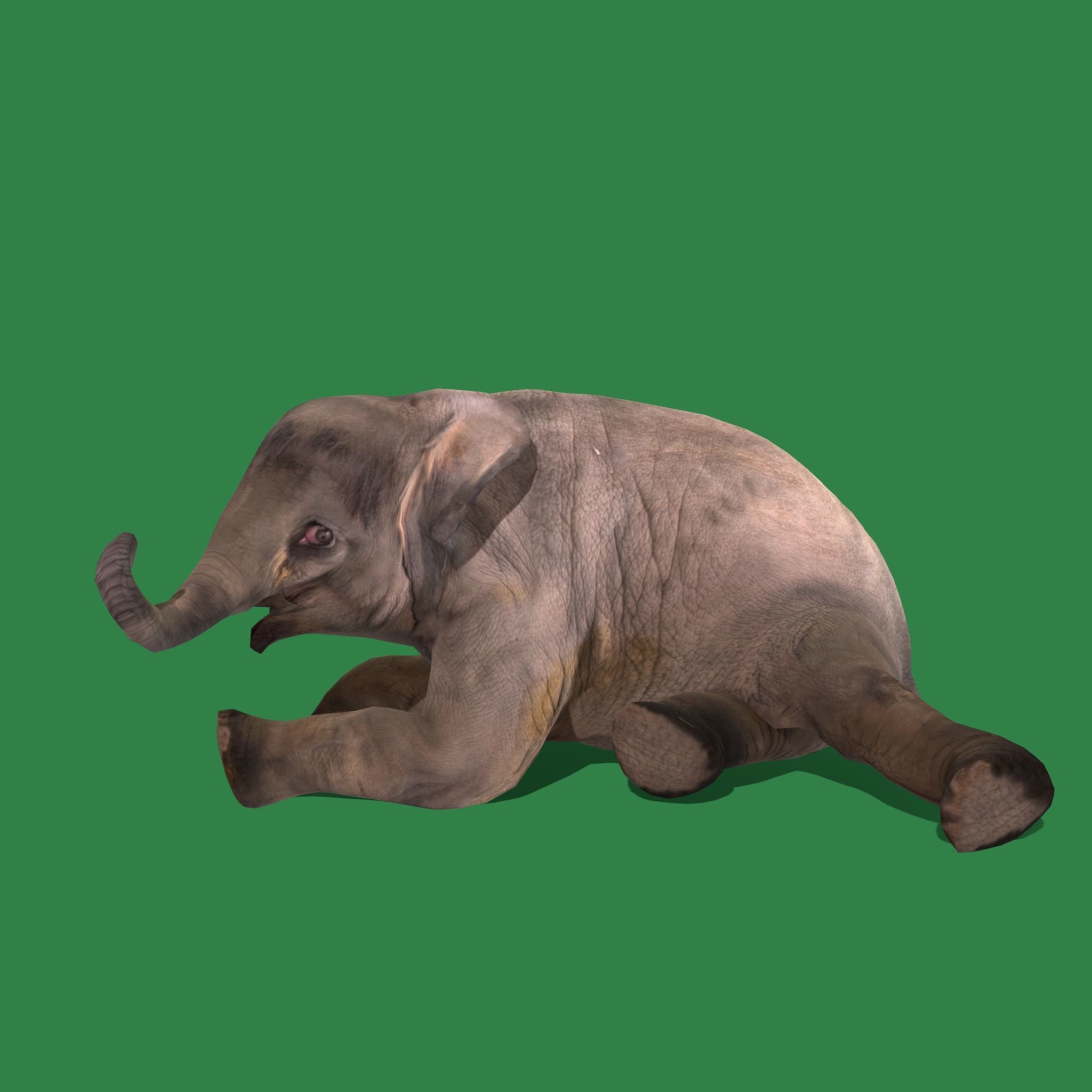 Baby Elephant Calf Low-poly 3D model_26