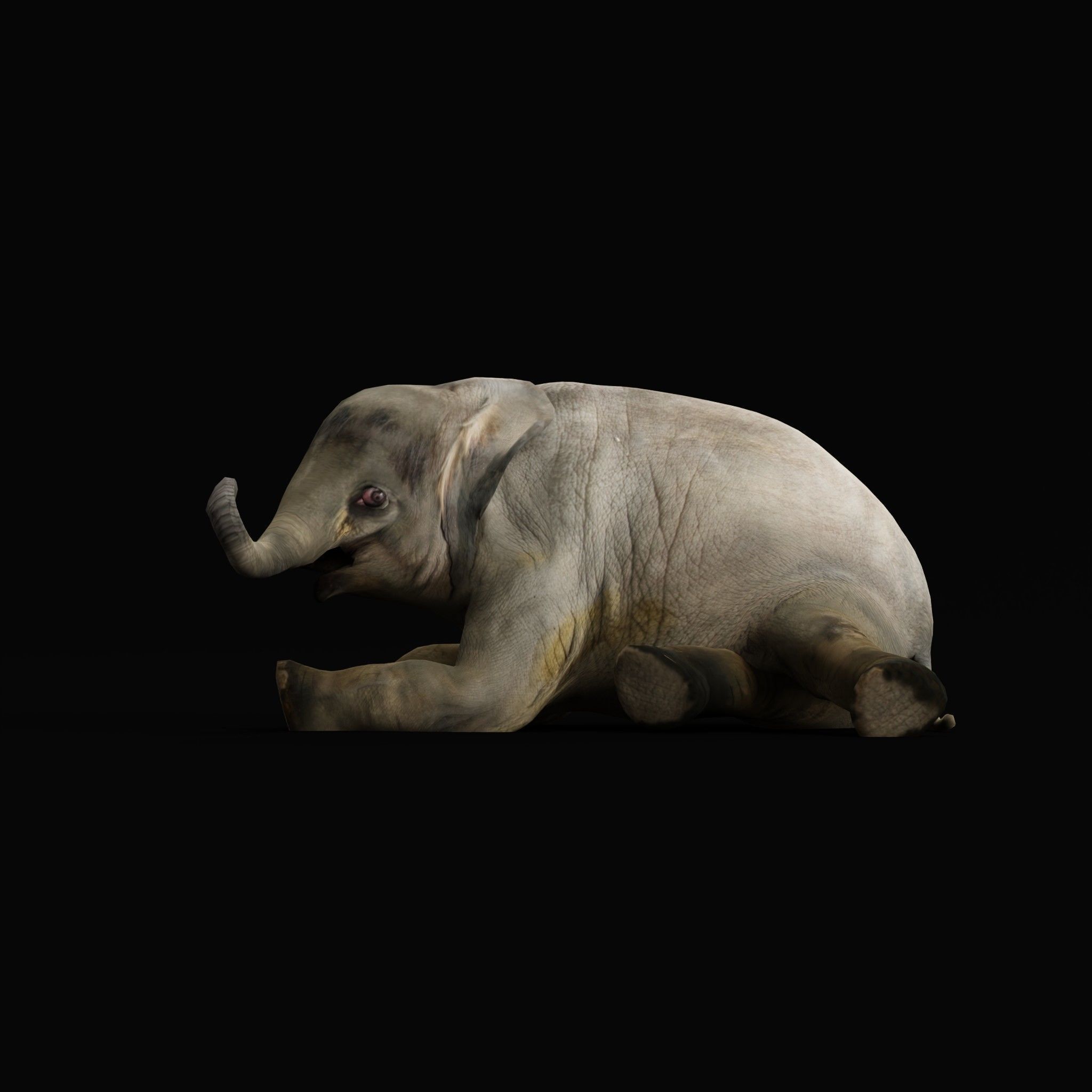 Baby Elephant Calf Low-poly 3D model_11