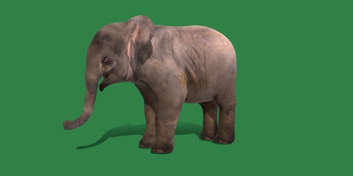 Baby Elephant Calf Low-poly 3D model_28