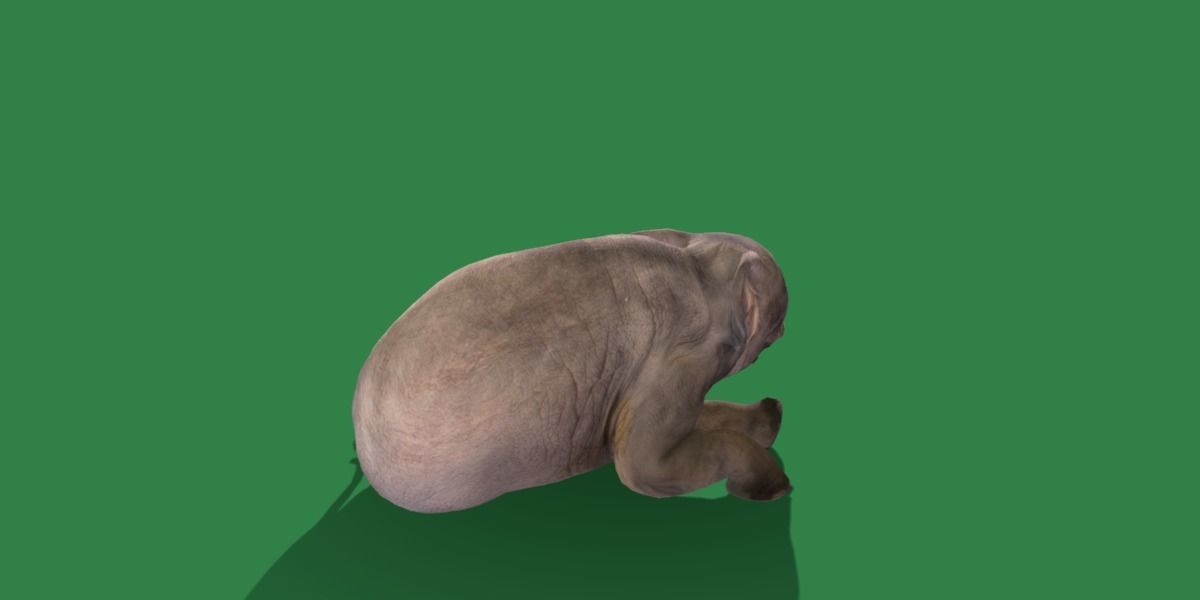 Baby Elephant Calf Low-poly 3D model_14