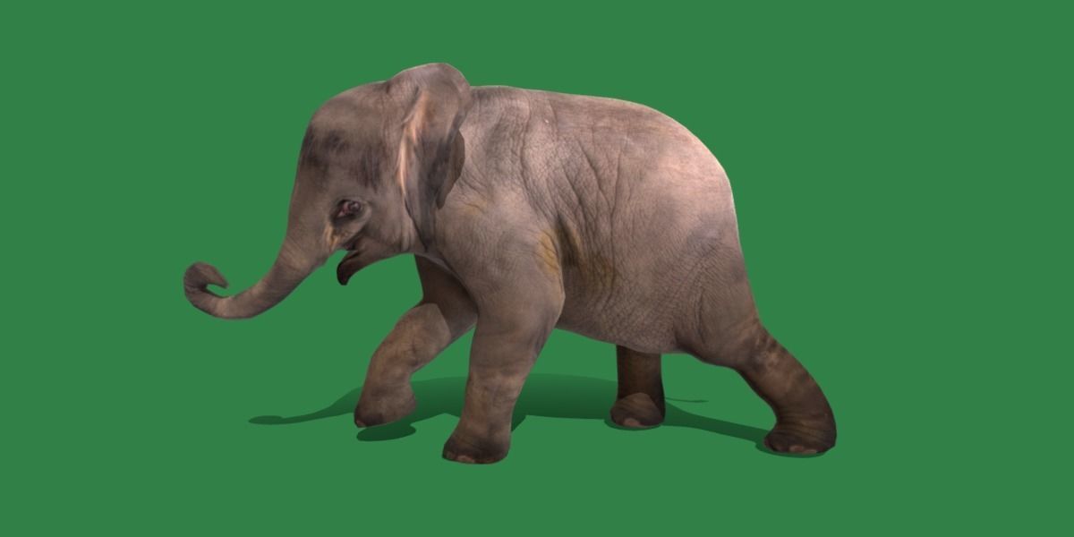 Baby Elephant Calf Low-poly 3D model_25
