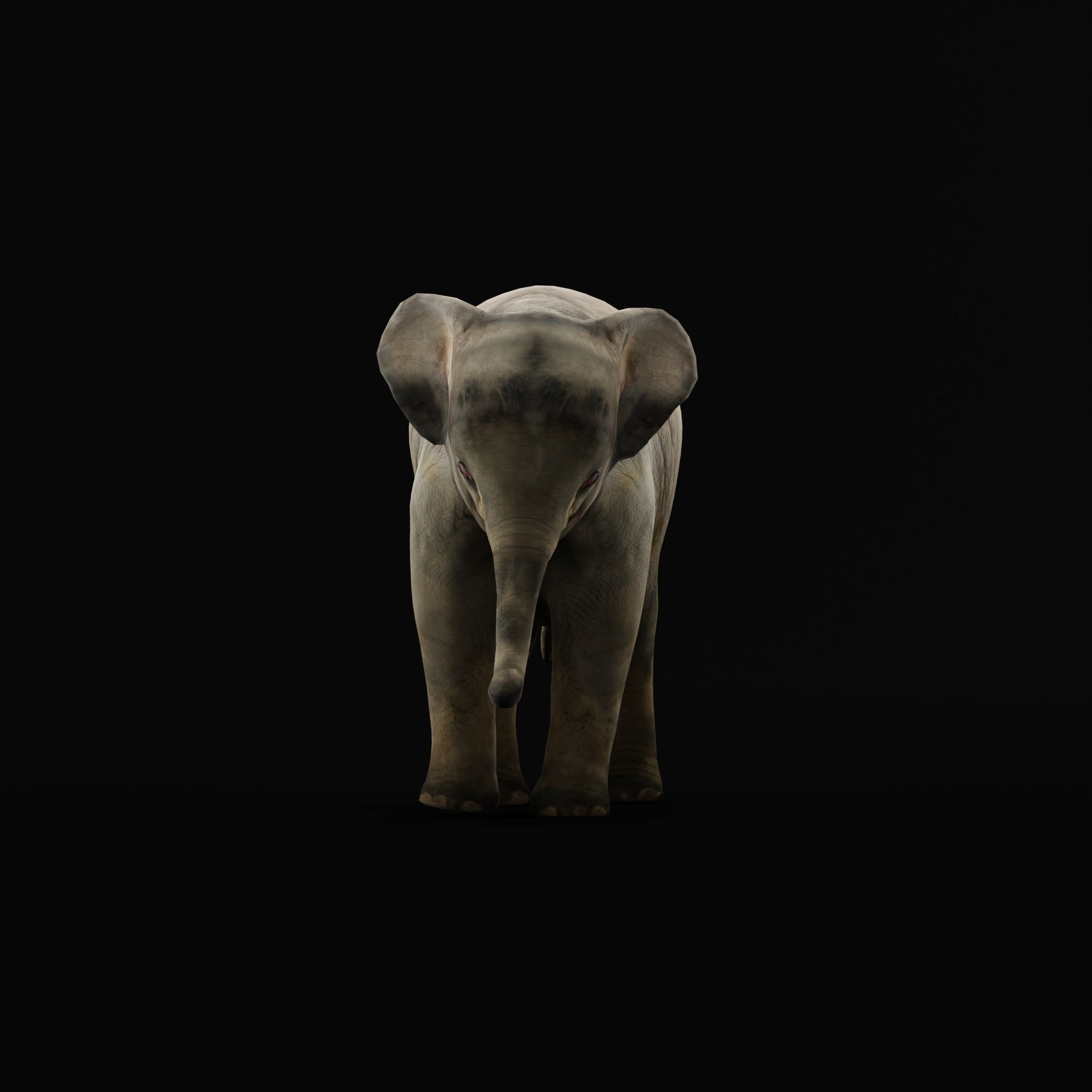 Baby Elephant Calf Low-poly 3D model_7