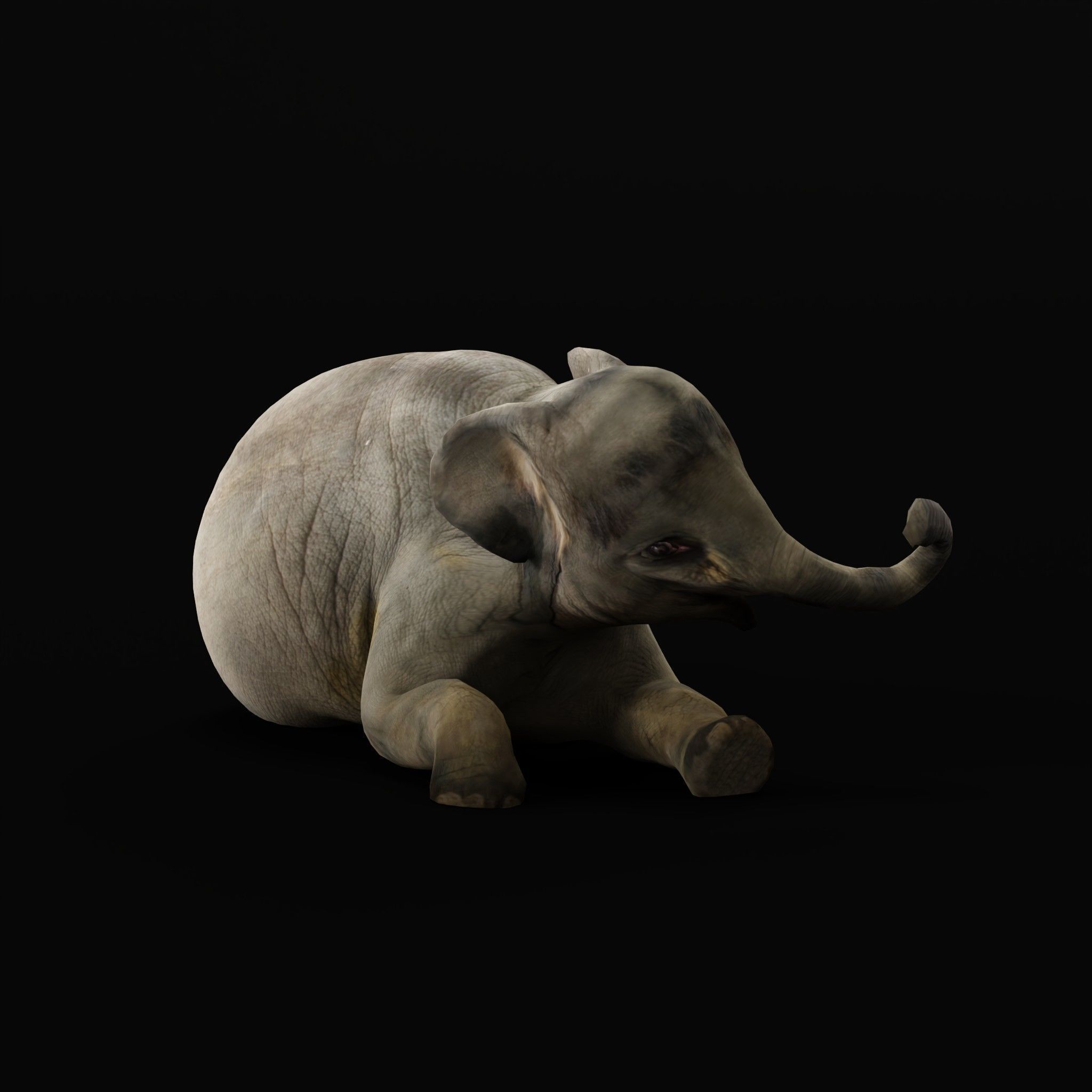Baby Elephant Calf Low-poly 3D model_10