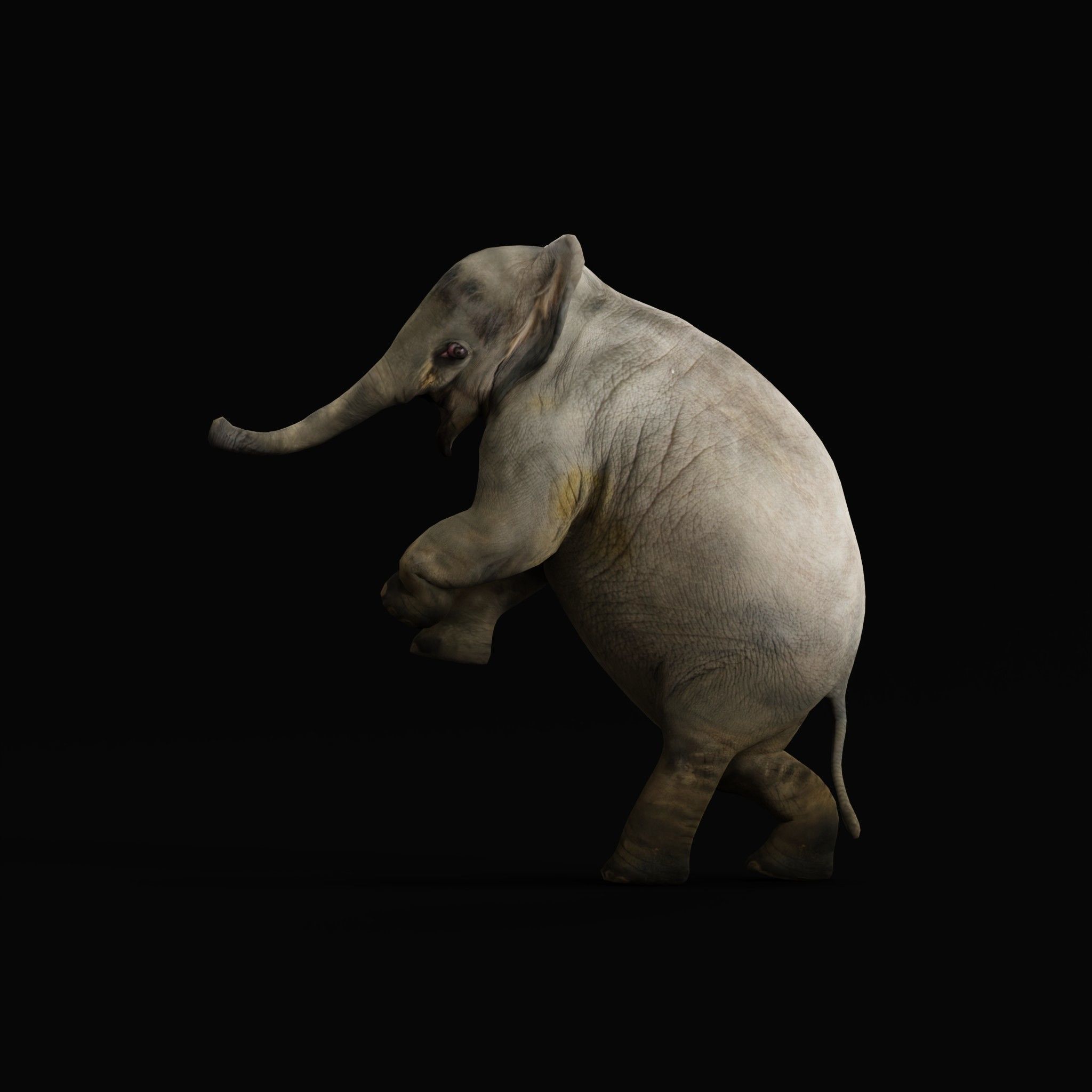 Baby Elephant Calf Low-poly 3D model_13