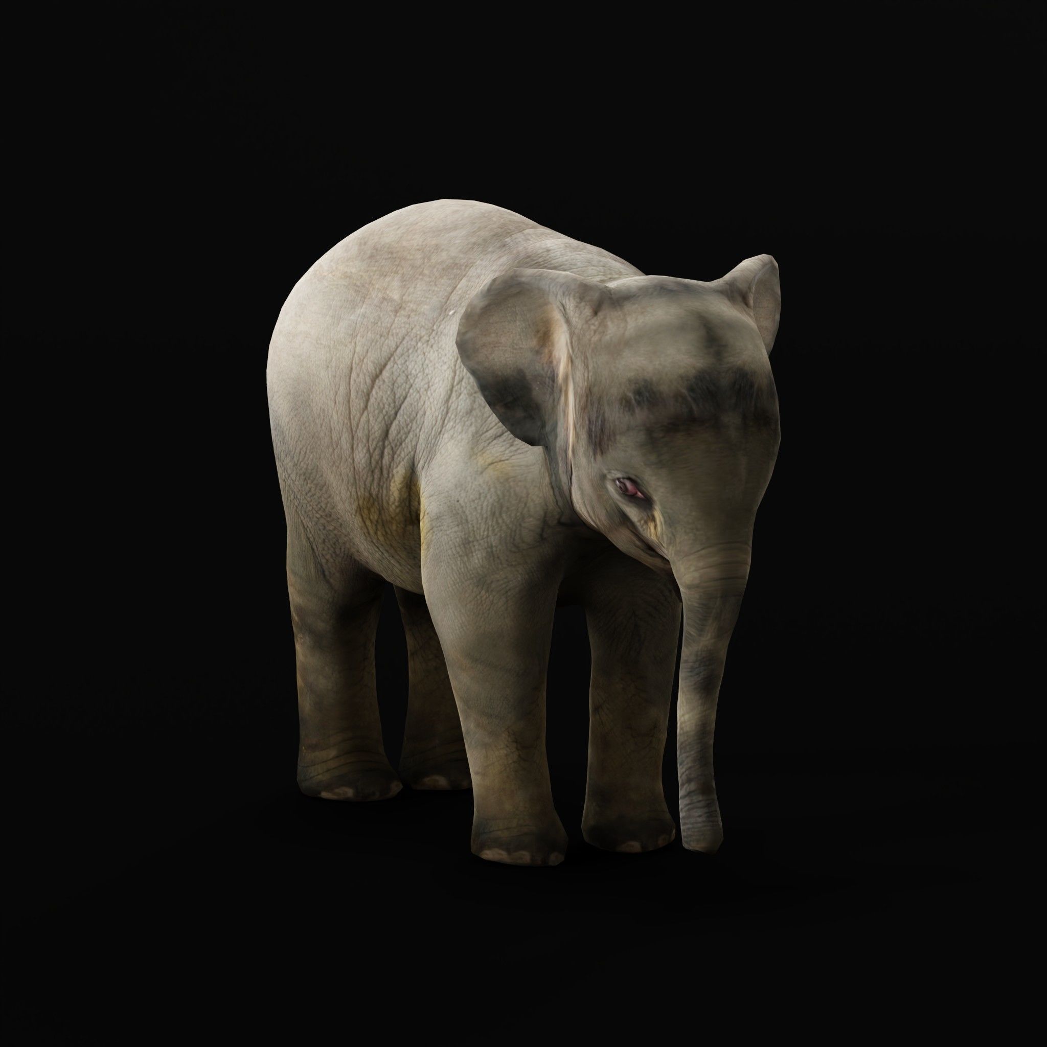 Baby Elephant Calf Low-poly 3D model_6