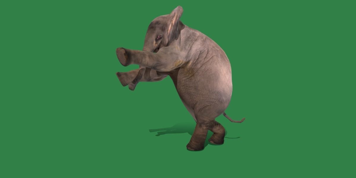 Baby Elephant Calf Low-poly 3D model_29