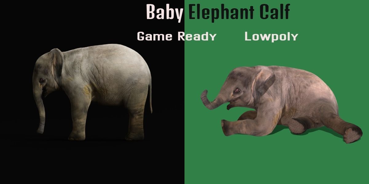 Baby Elephant Calf Low-poly 3D model_4