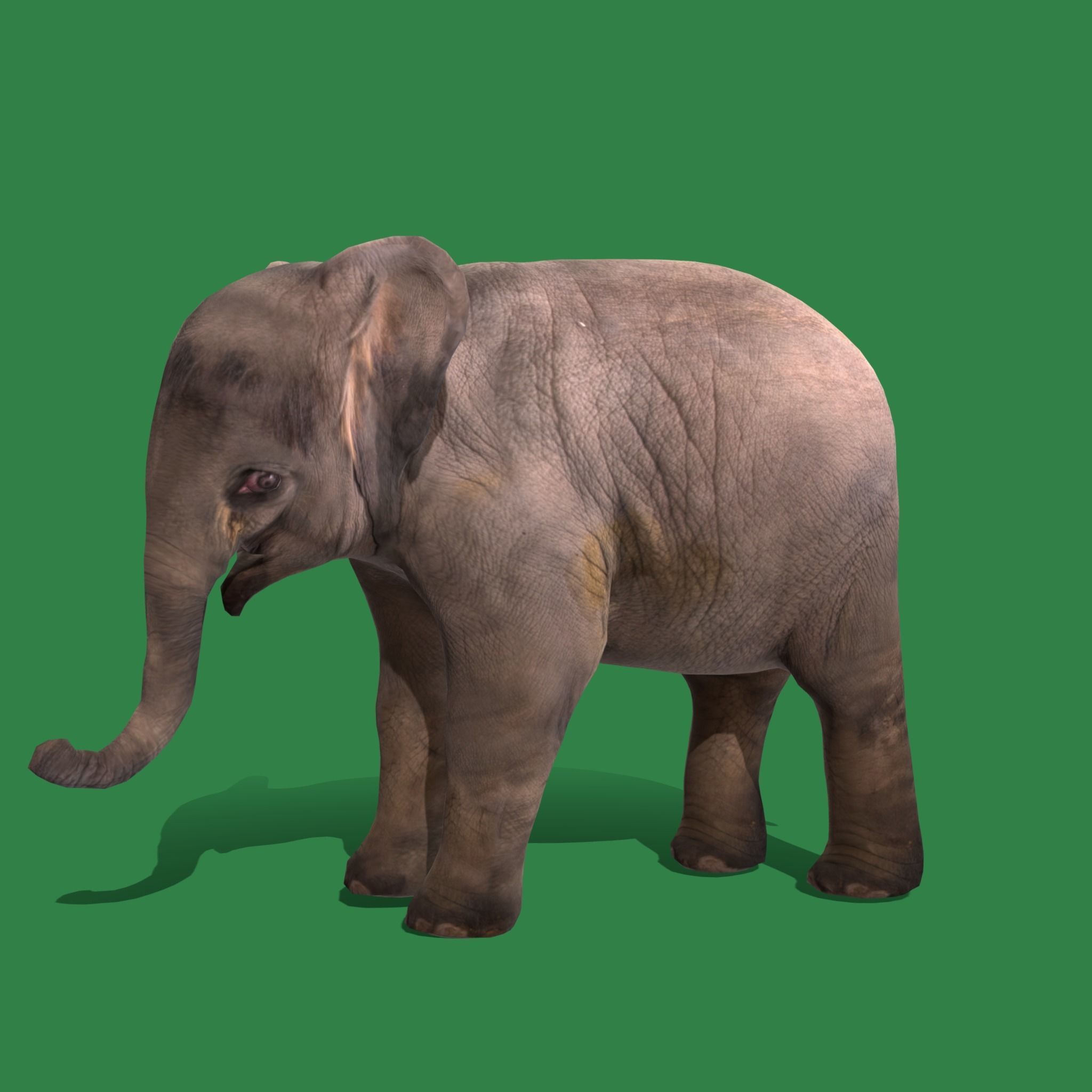 Baby Elephant Calf Low-poly 3D model_27