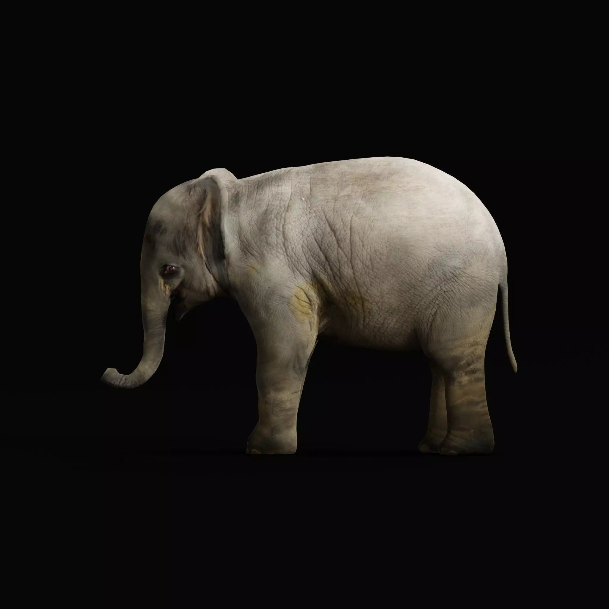 Baby Elephant Calf Low-poly 3D model_0