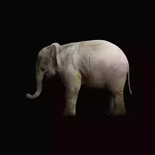 Baby Elephant Calf Low-poly 3D model