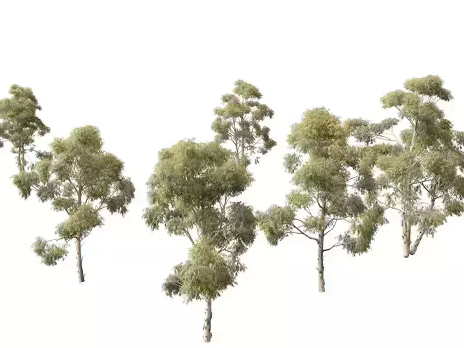 Eucalyptus globulus - Southern blue gum 3D model
