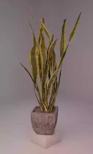 Some kind of house plant 