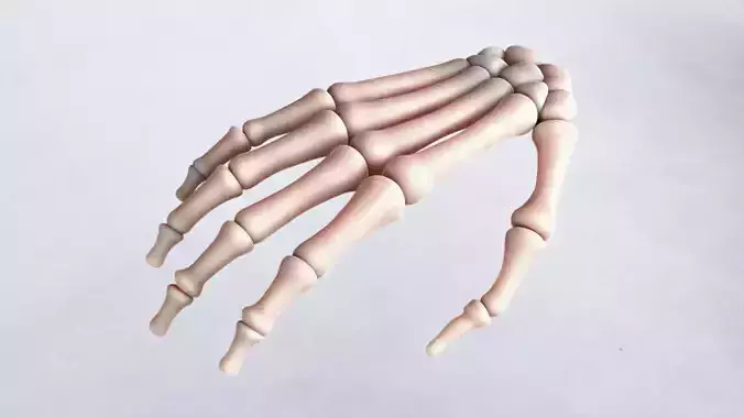 skeleton hand anatomy rigged 3D 2024