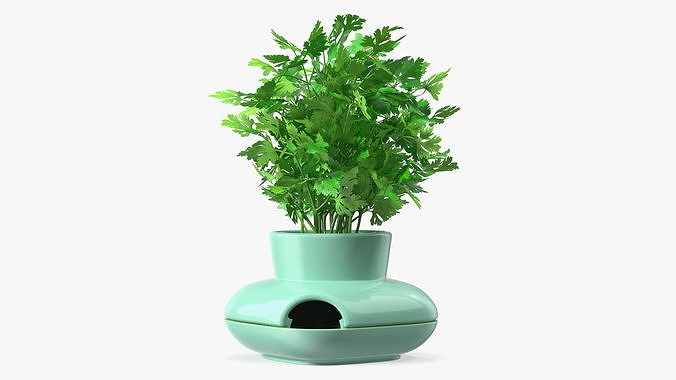 Stoneware Single Herb Pot Green with Parsley 3D model