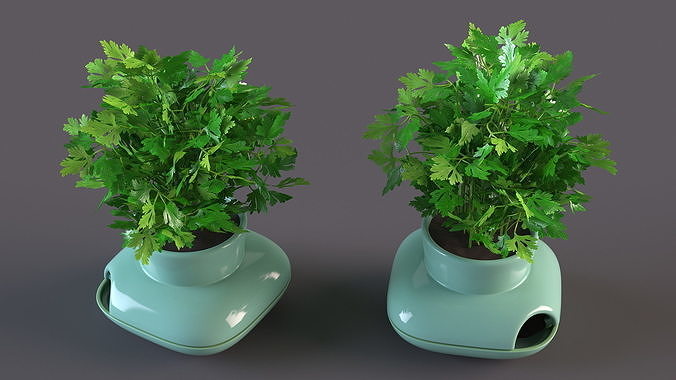 Stoneware Single Herb Pot Green with Parsley 3D model 7
