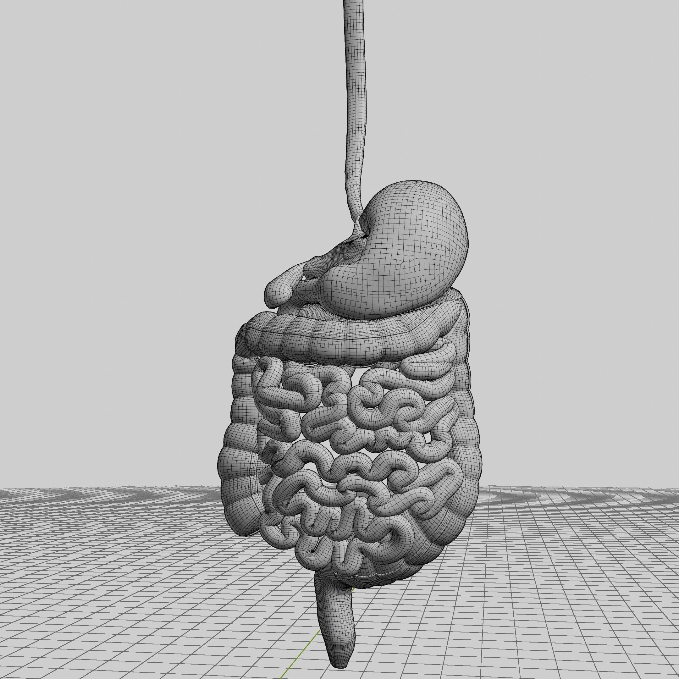 Human Stomach and Small Intestines 3D model_6