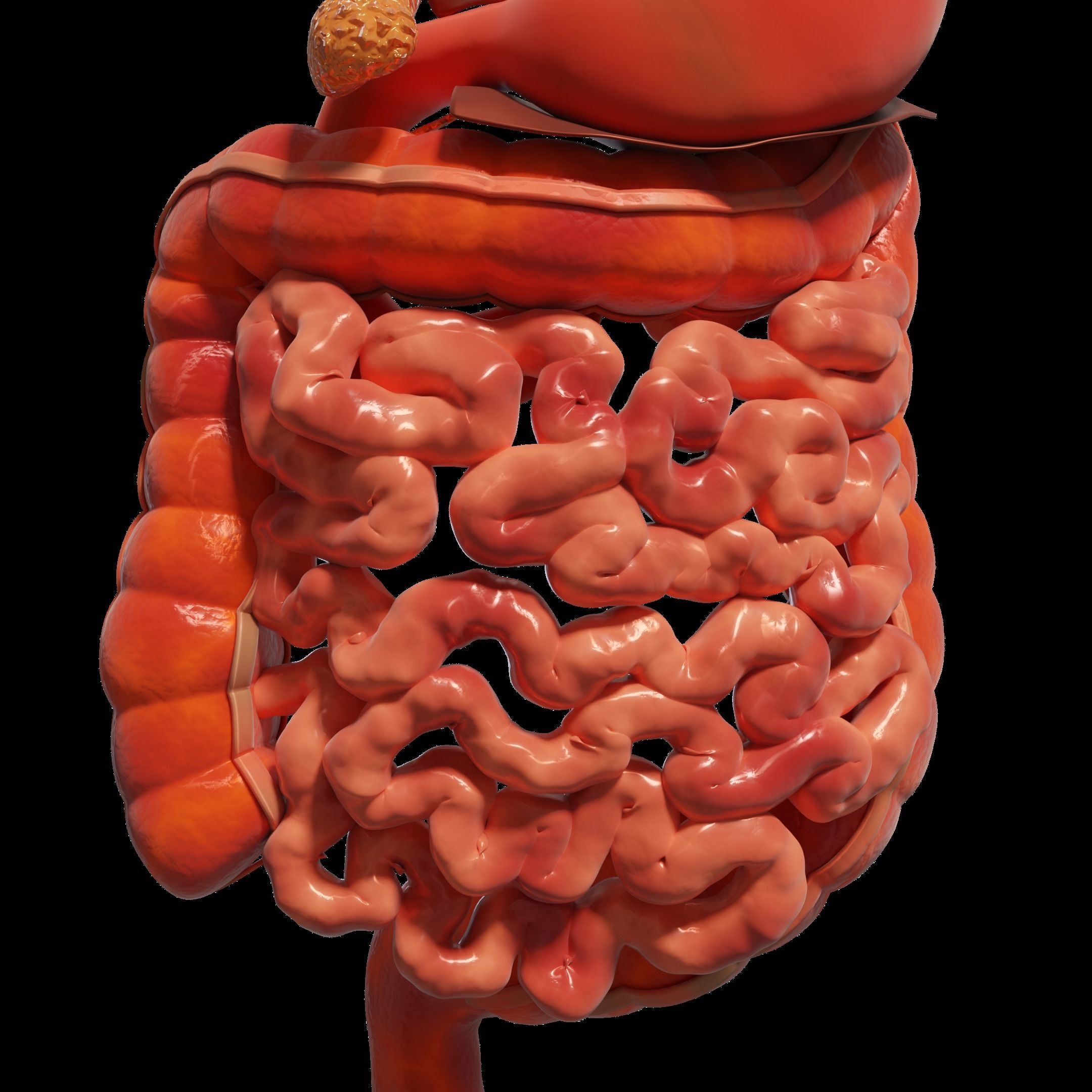 Human Stomach and Small Intestines 3D model_4
