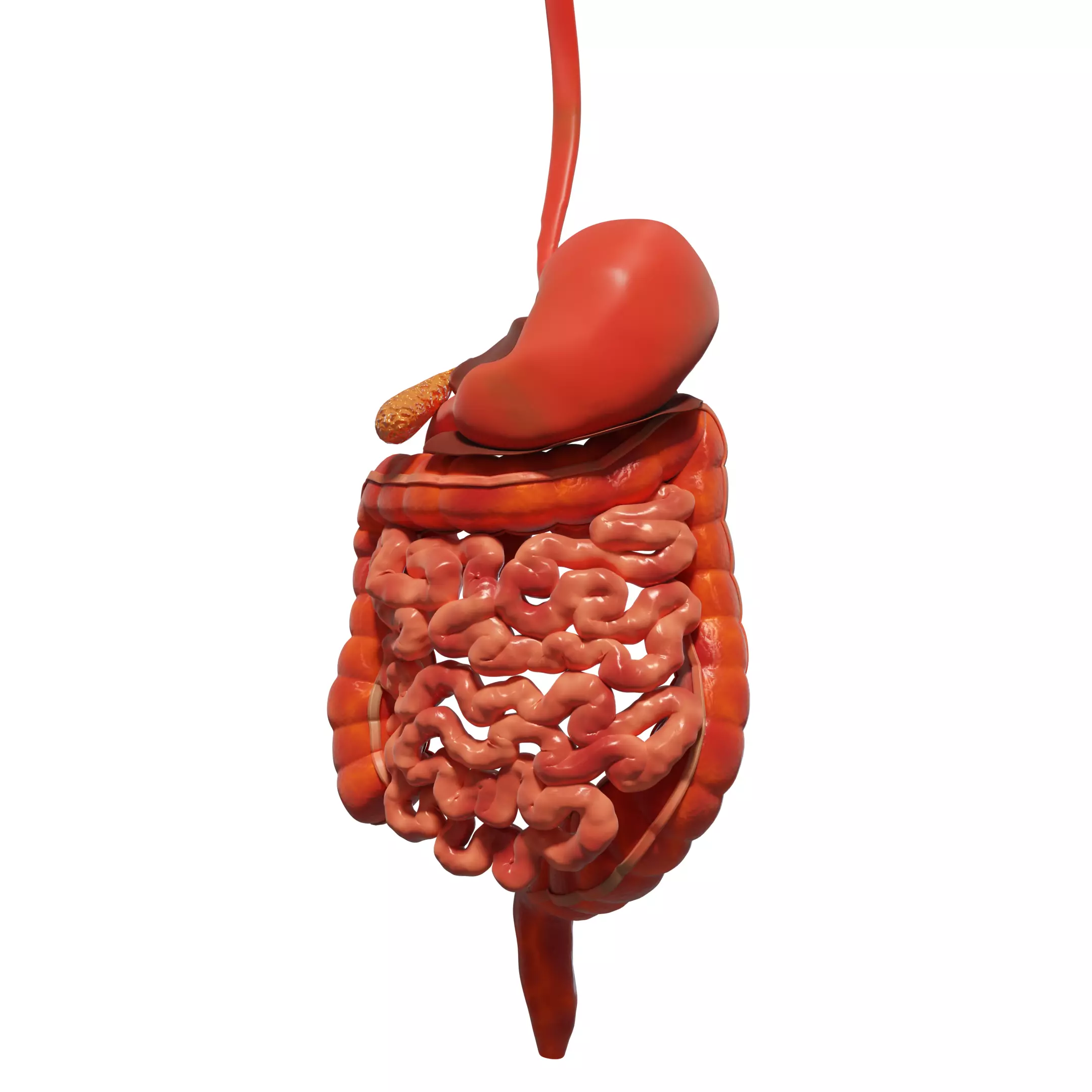 Human Stomach and Small Intestines 3D model_0