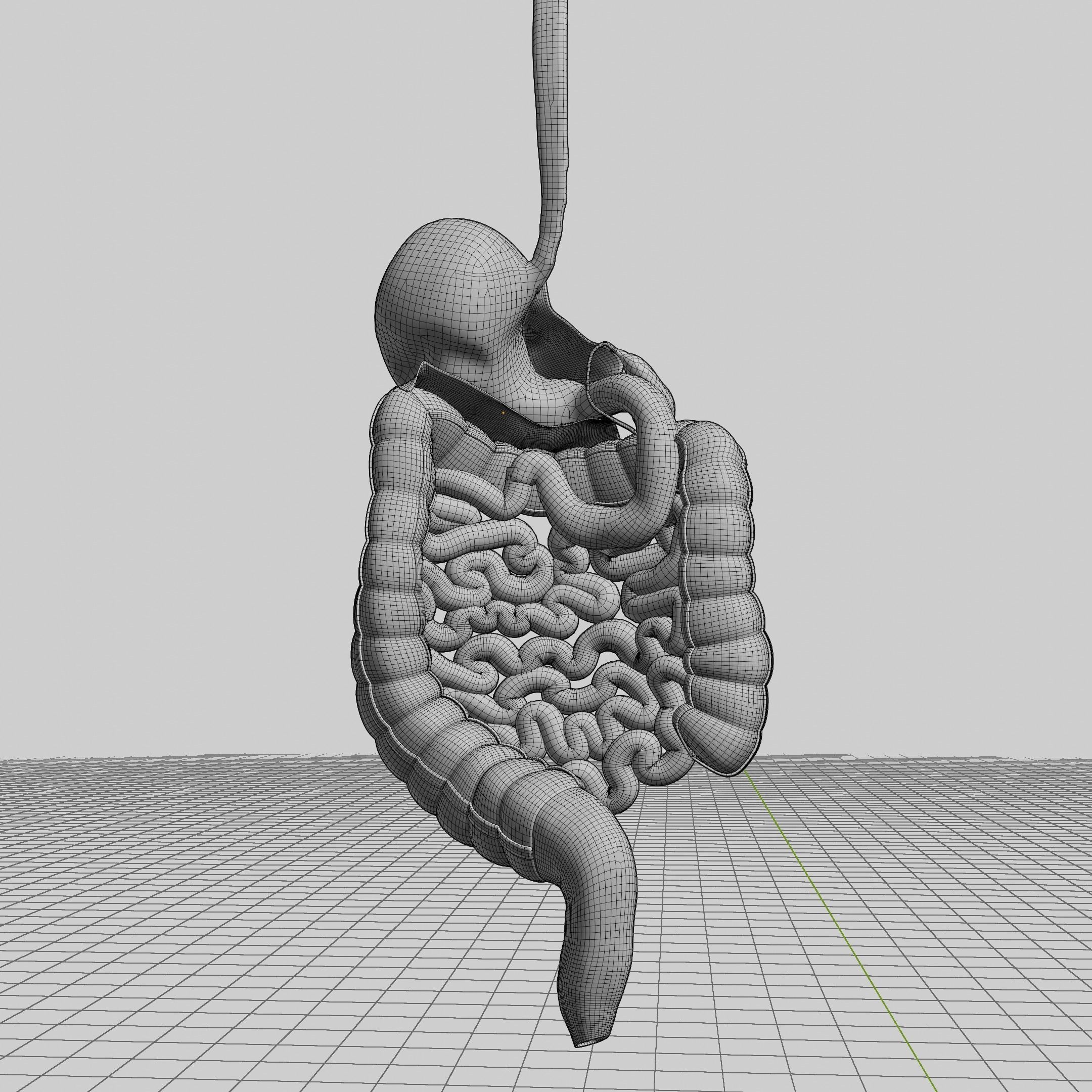 Human Stomach and Small Intestines 3D model_7